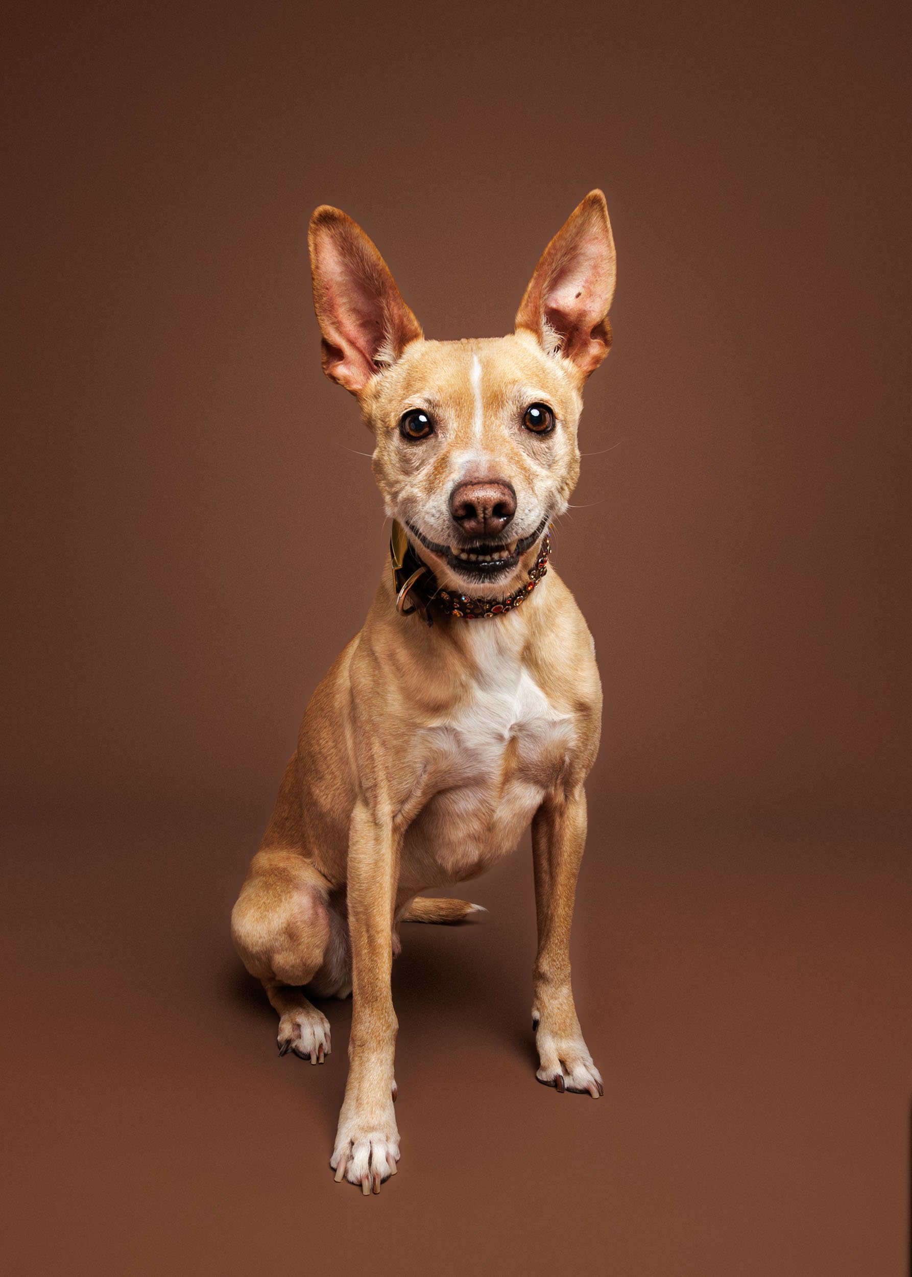 A small tan three-legged dog with large ears, sitting on a brown background, looking at the camera.