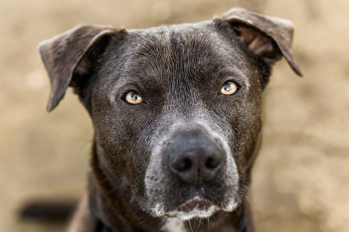 Close-up of a black and gray Pitbull dog with amber eyes and floppy ears, looking directly at the camera at Moreau Lake NY.