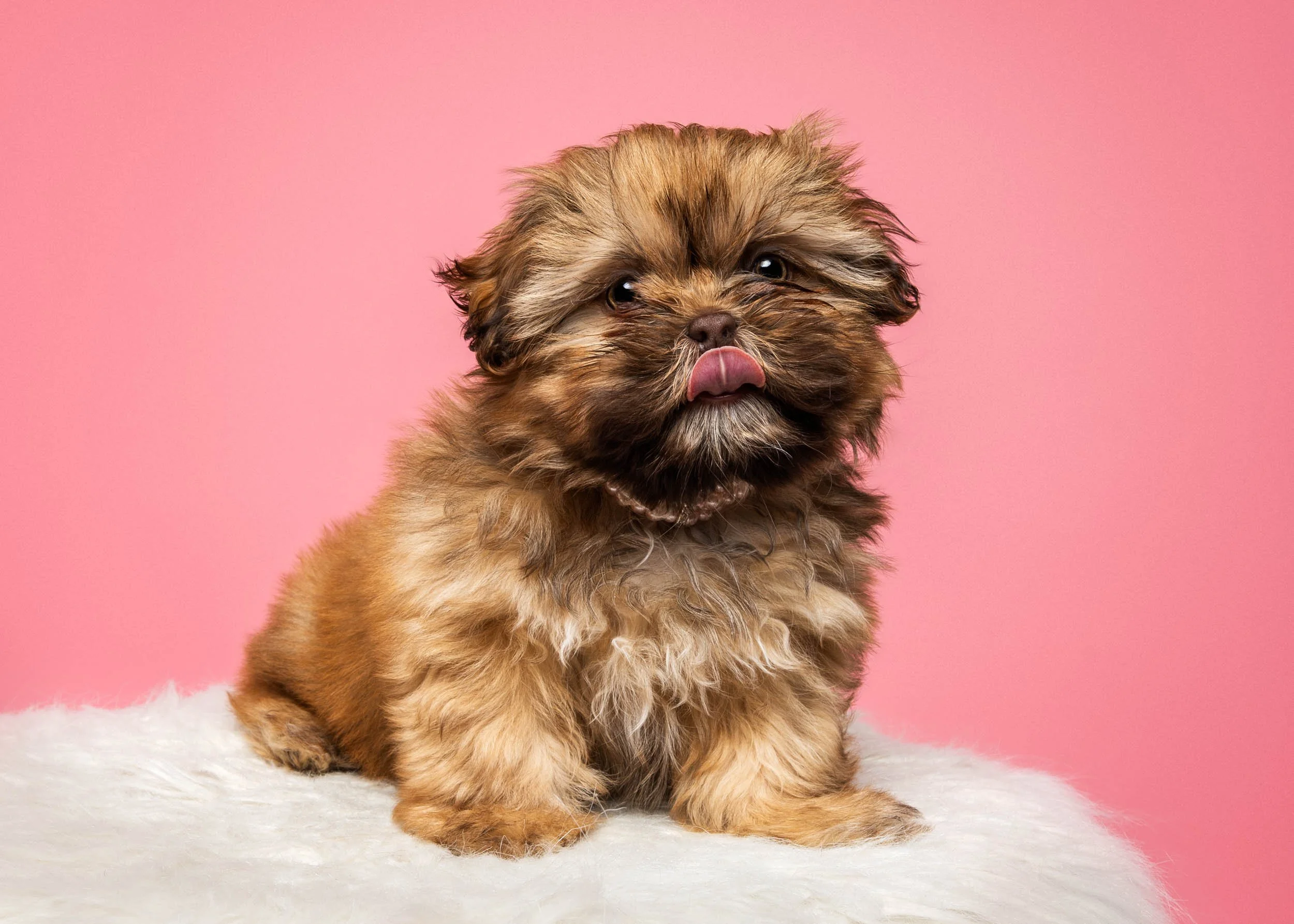 A fluffy brown Shih Tzu puppy sitting on a white furry surface against a pink background, with its tongue sticking out.