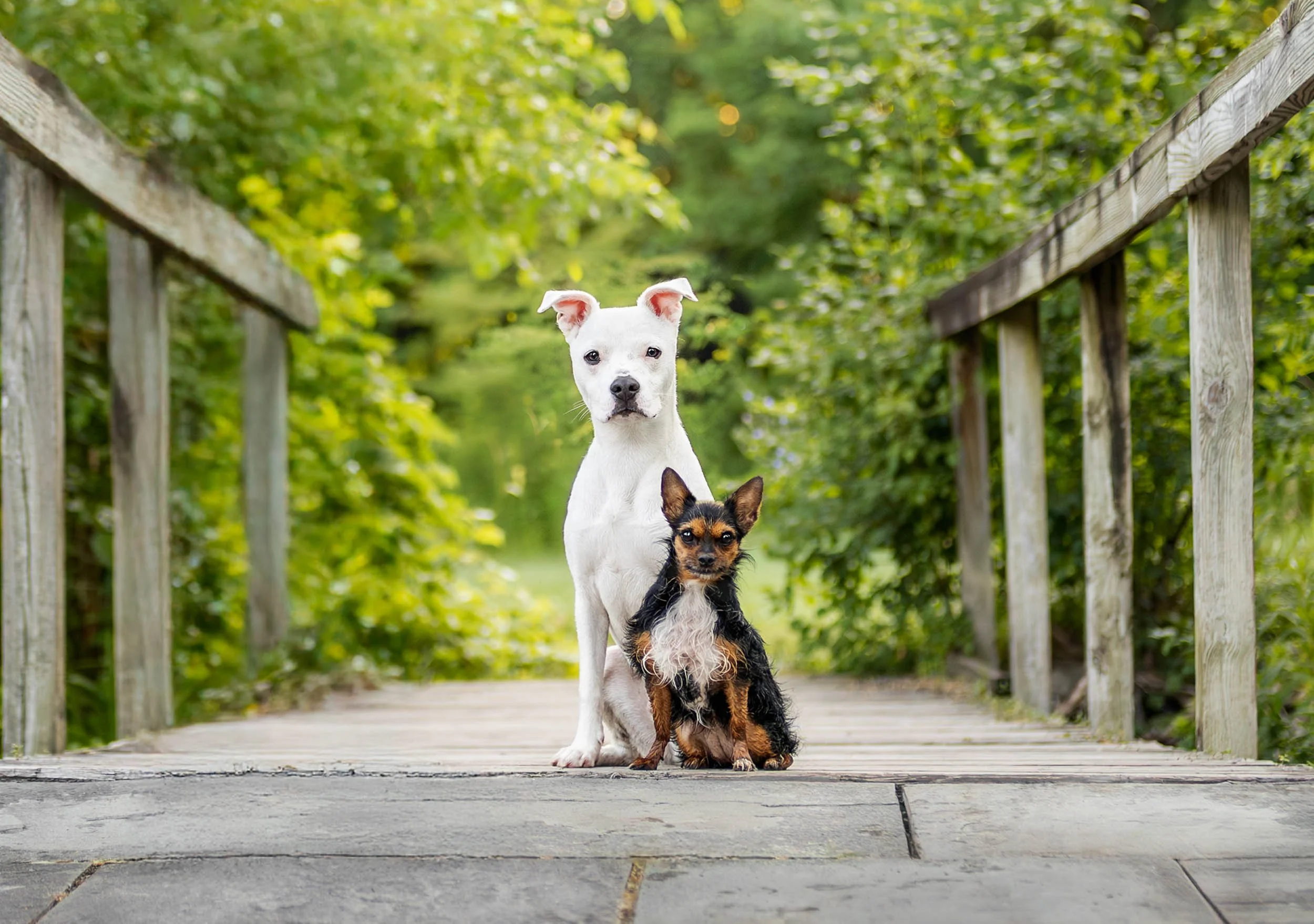 Two dogs, a white one and a smaller black and brown one, sitting on a wooden bridge with green foliage in the background in Schenectady NY.