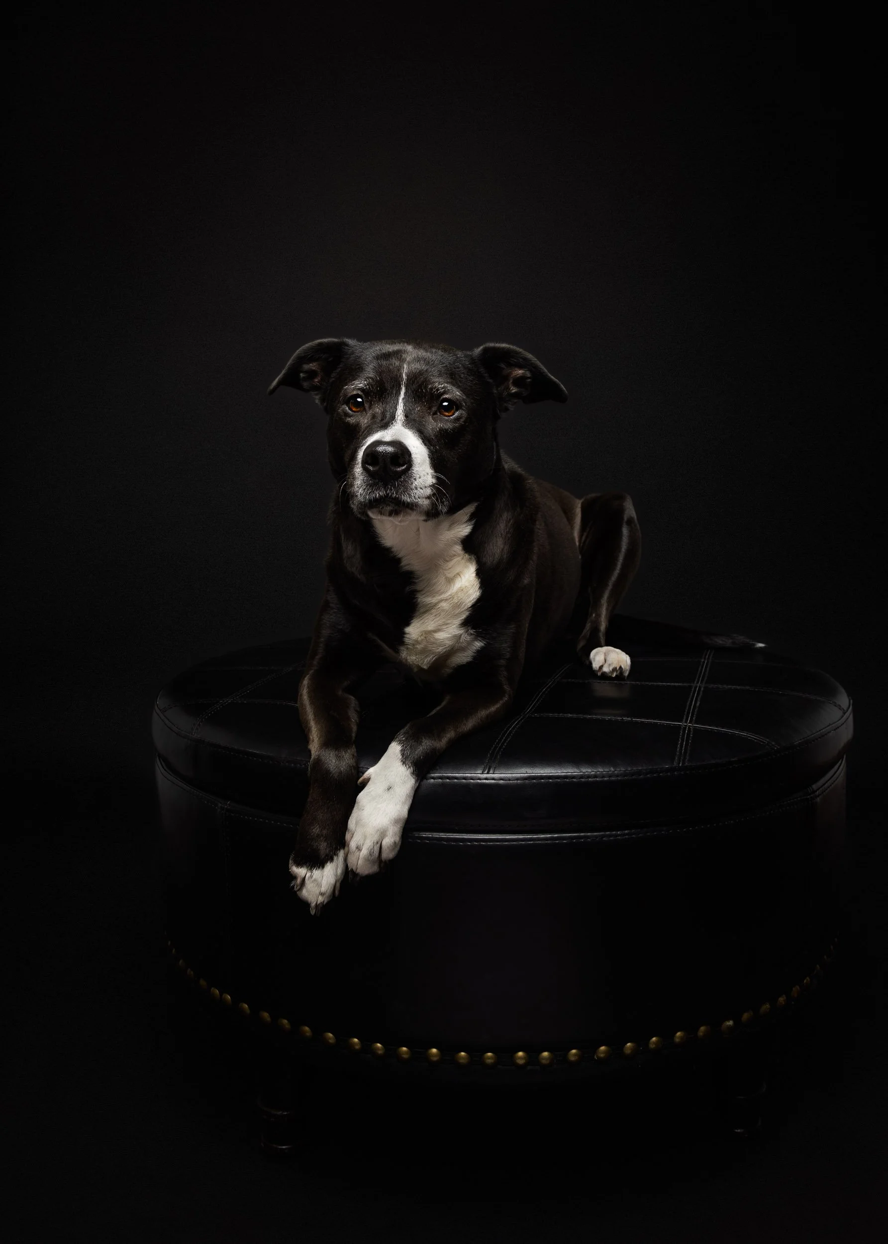 A black and white dog sitting on a round black leather ottoman against a black background.