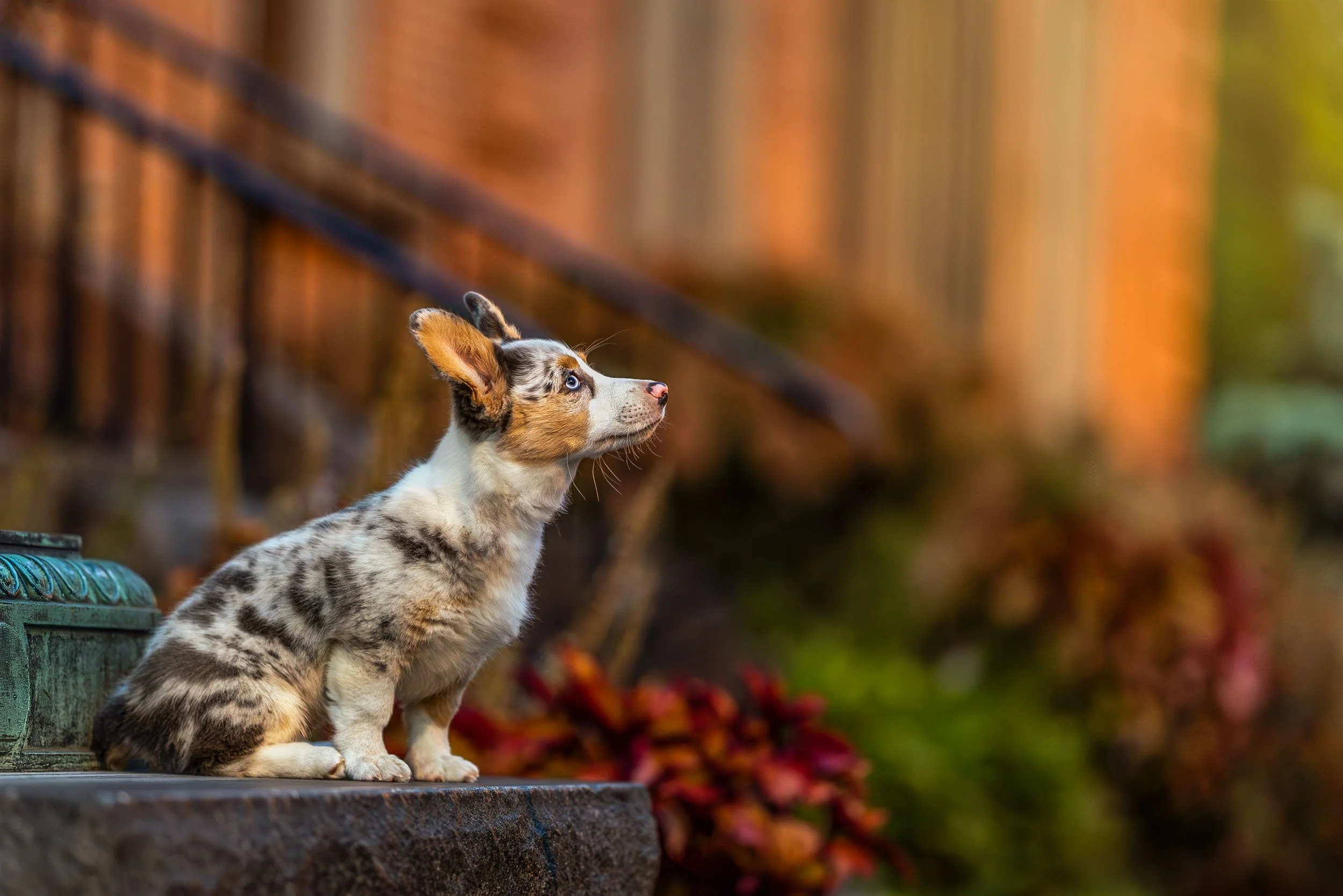 A Corgi puppy with a merle coat pattern, sitting on a ledge outdoors, looking attentively to the right, with warm autumn foliage and a blurred background.