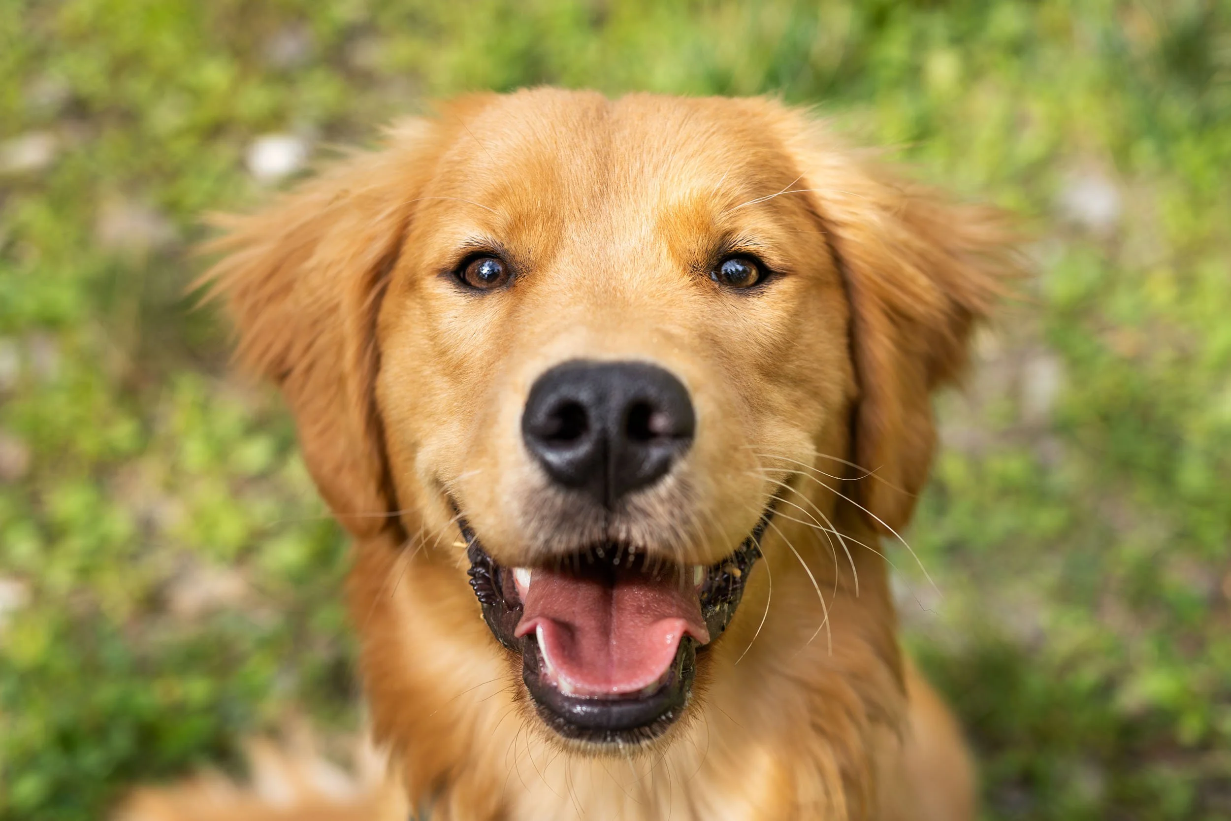 Close-up of a happy golden retriever dog outdoors on grass with its mouth open and tongue out.