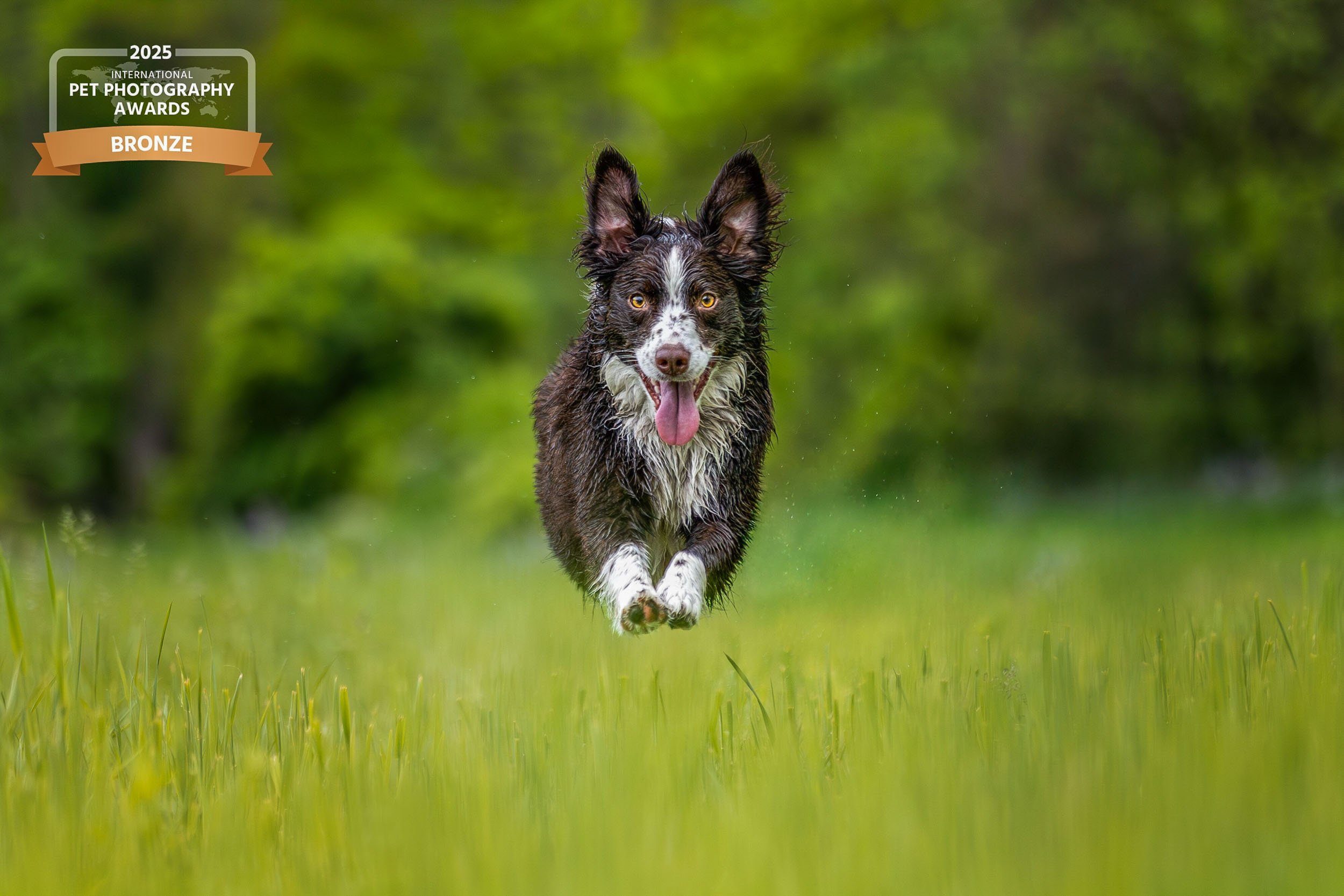 Border Collie running mid-air through a grassy field