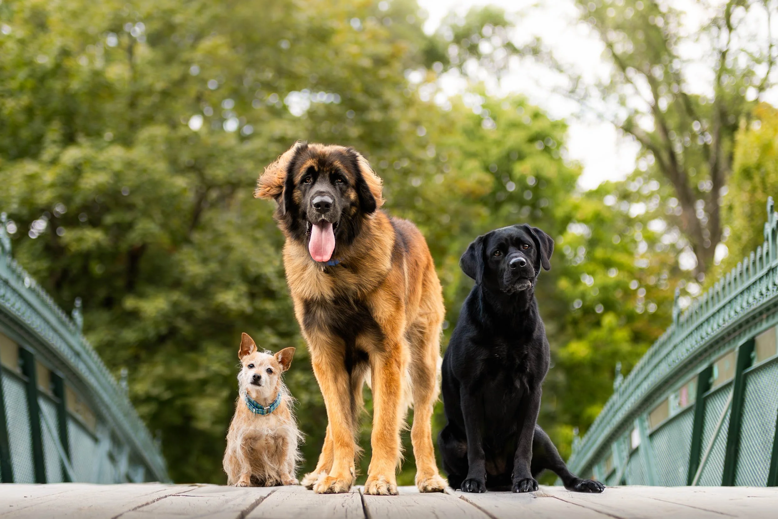 Three dogs of different breeds sitting on a wooden bridge with a green, leafy background.