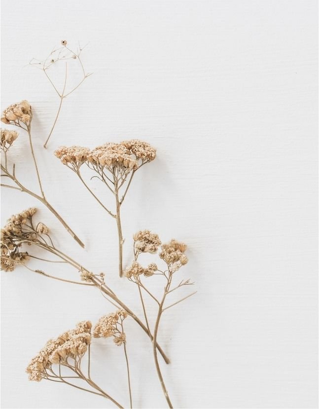 Dried beige flowers and a small insect on a white background
