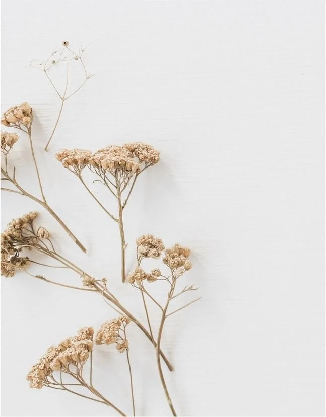 Dried baby's breath flowers on a white background.