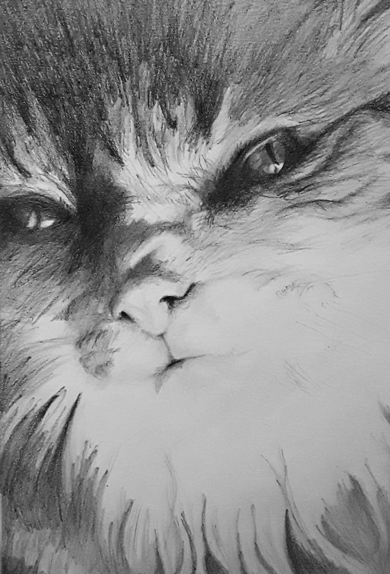 Pet portrait in Graphite