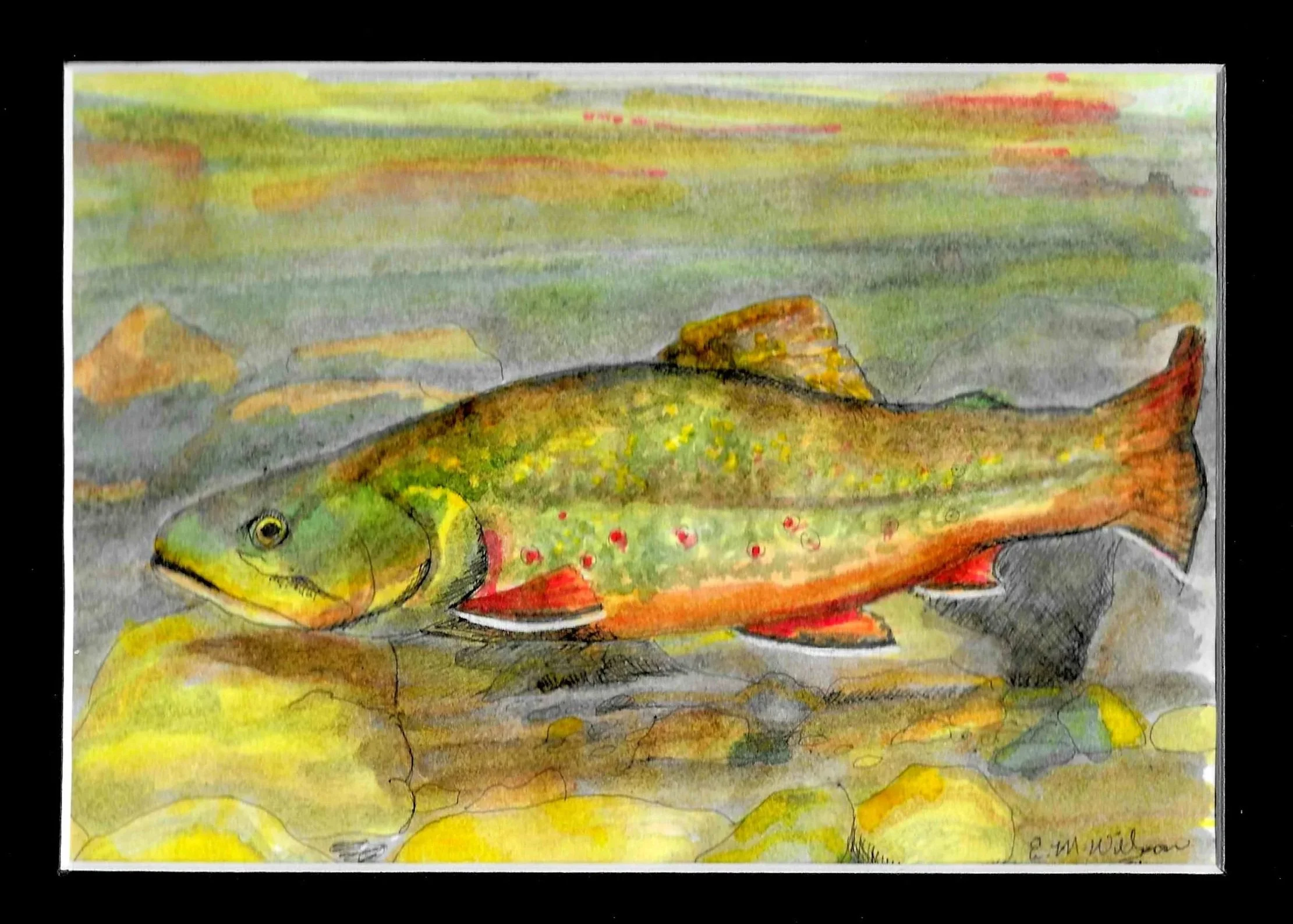 "Rainbow Trout" 8x10 acrylic on paper