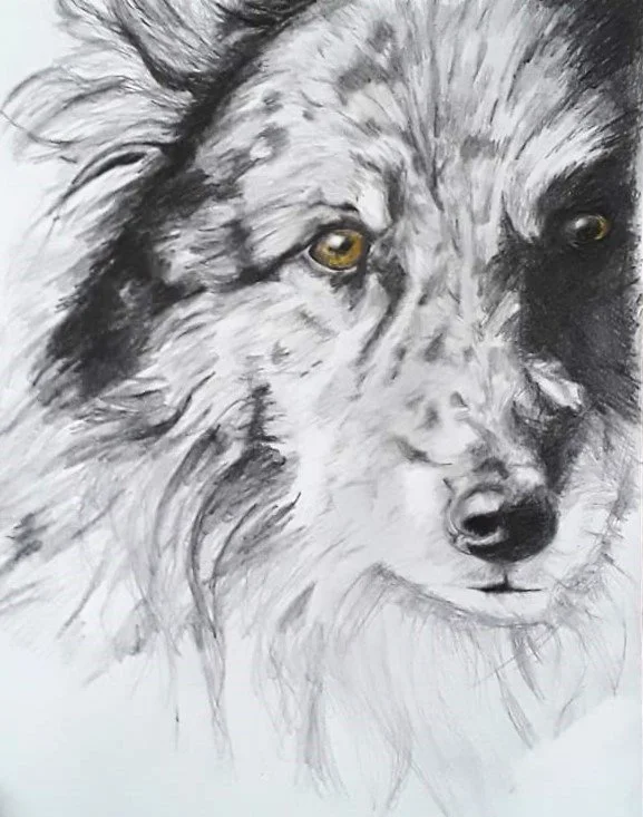Pet Portrait of Jack Graphite On Paper
