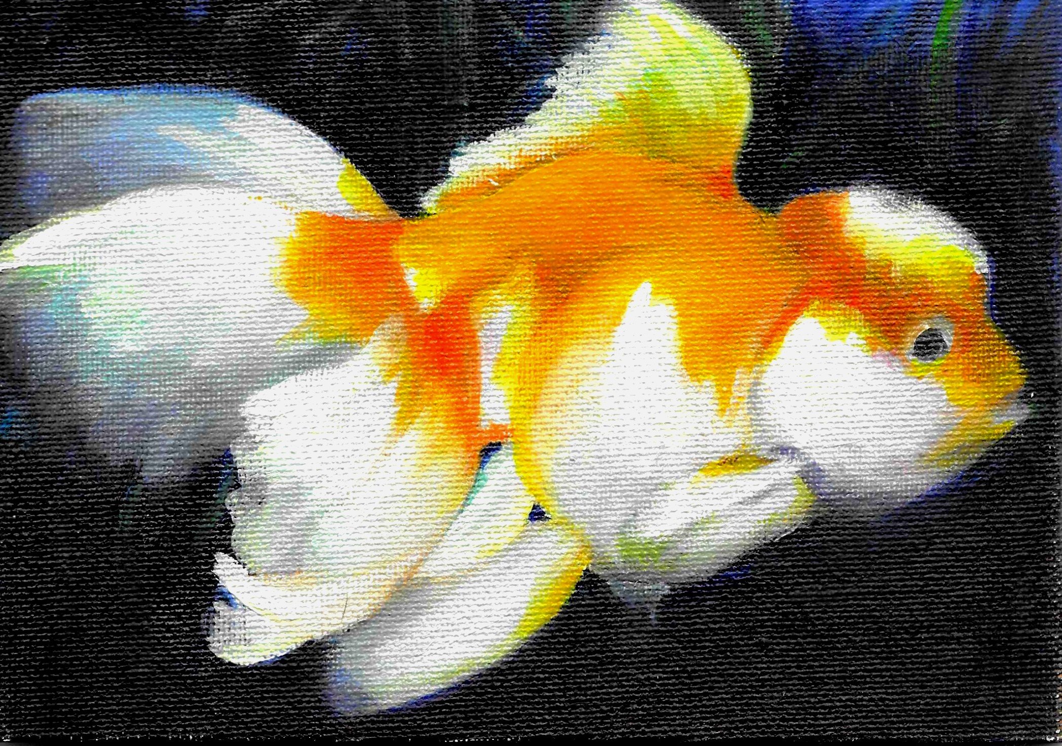 "Gold Fish" 5x7 acrylic on canvas board