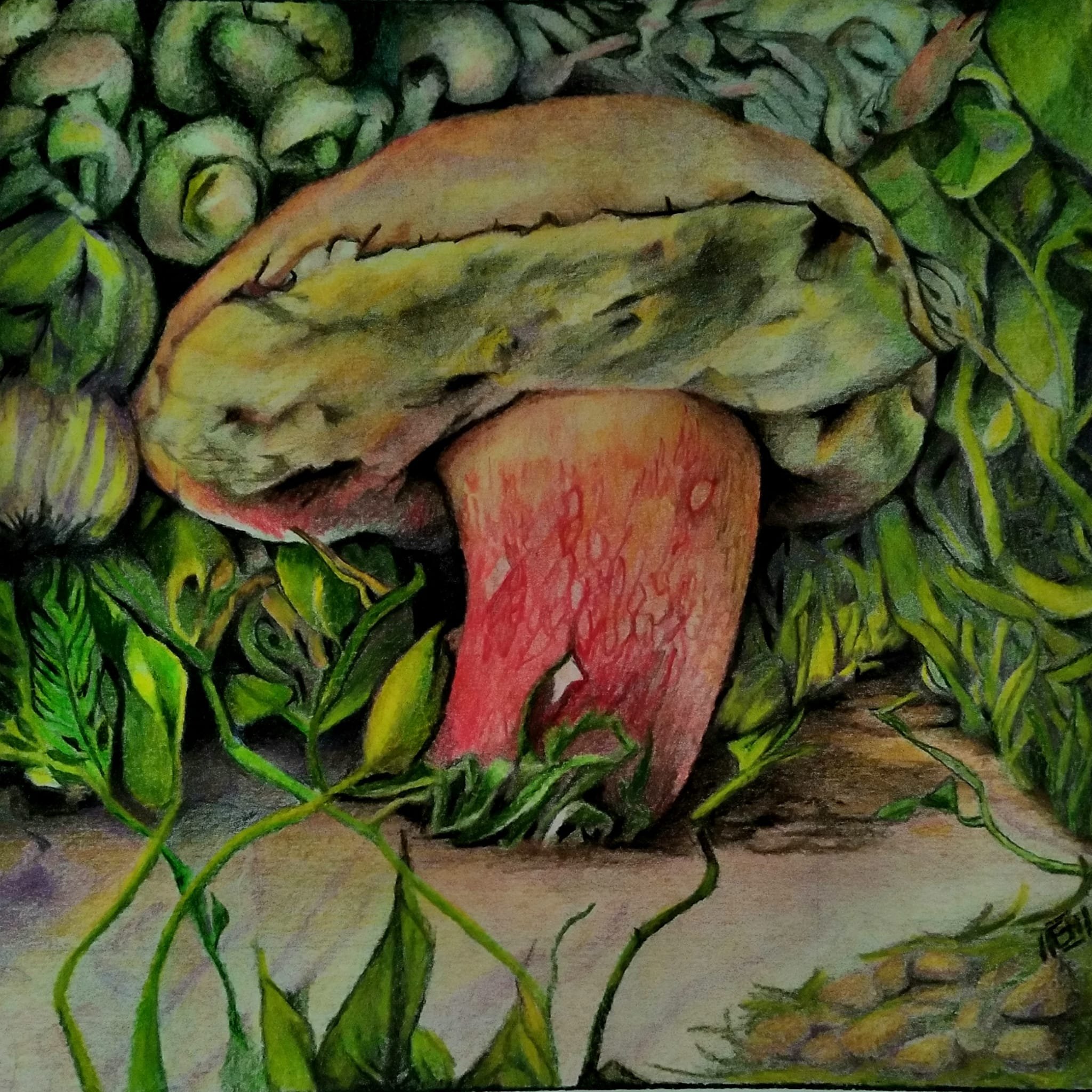 Mushroom, 8"x8", Colored Pencil on Paper