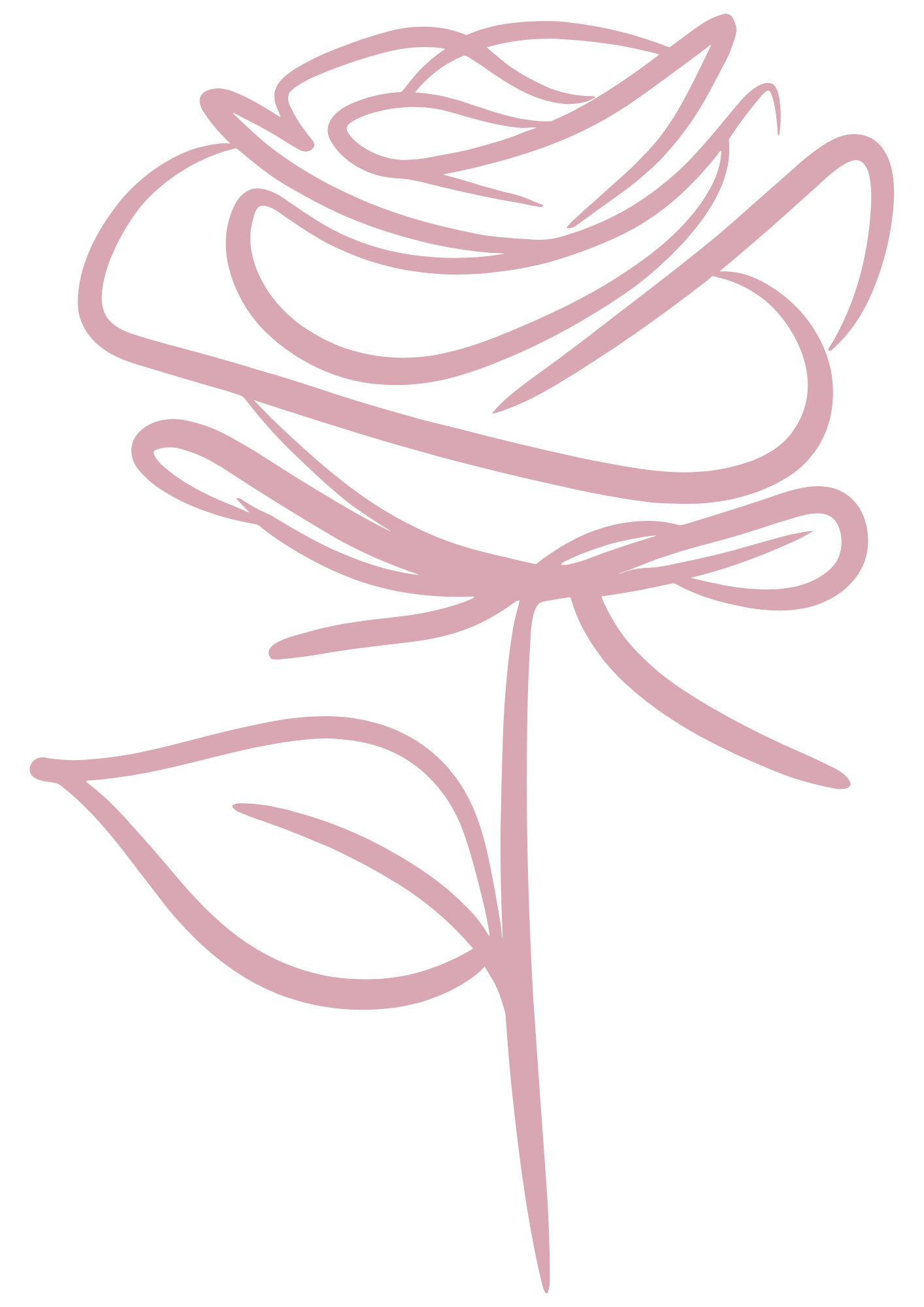 Outline drawing of a pink rose on a black background.