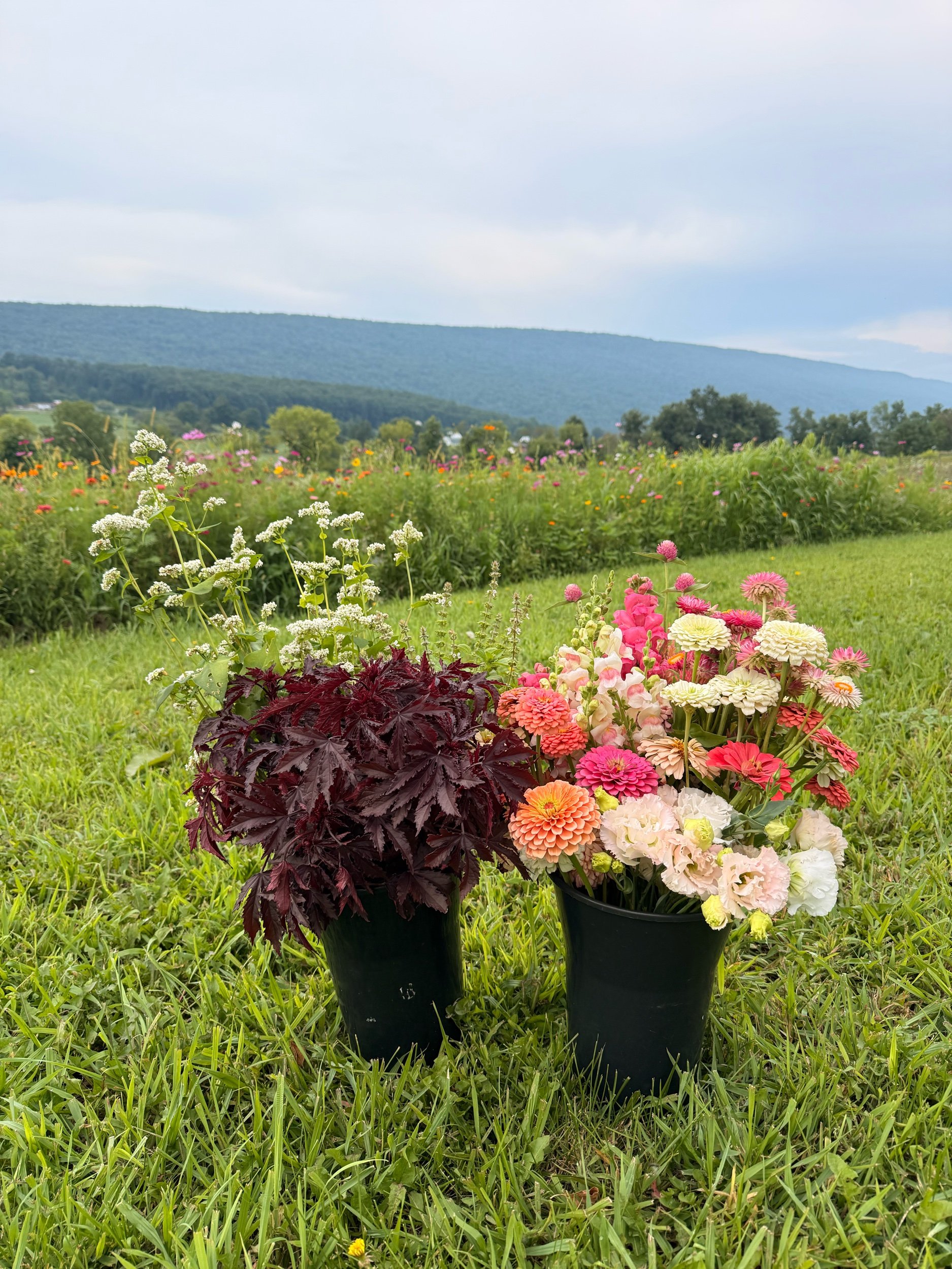 Bulk Flower Buckets