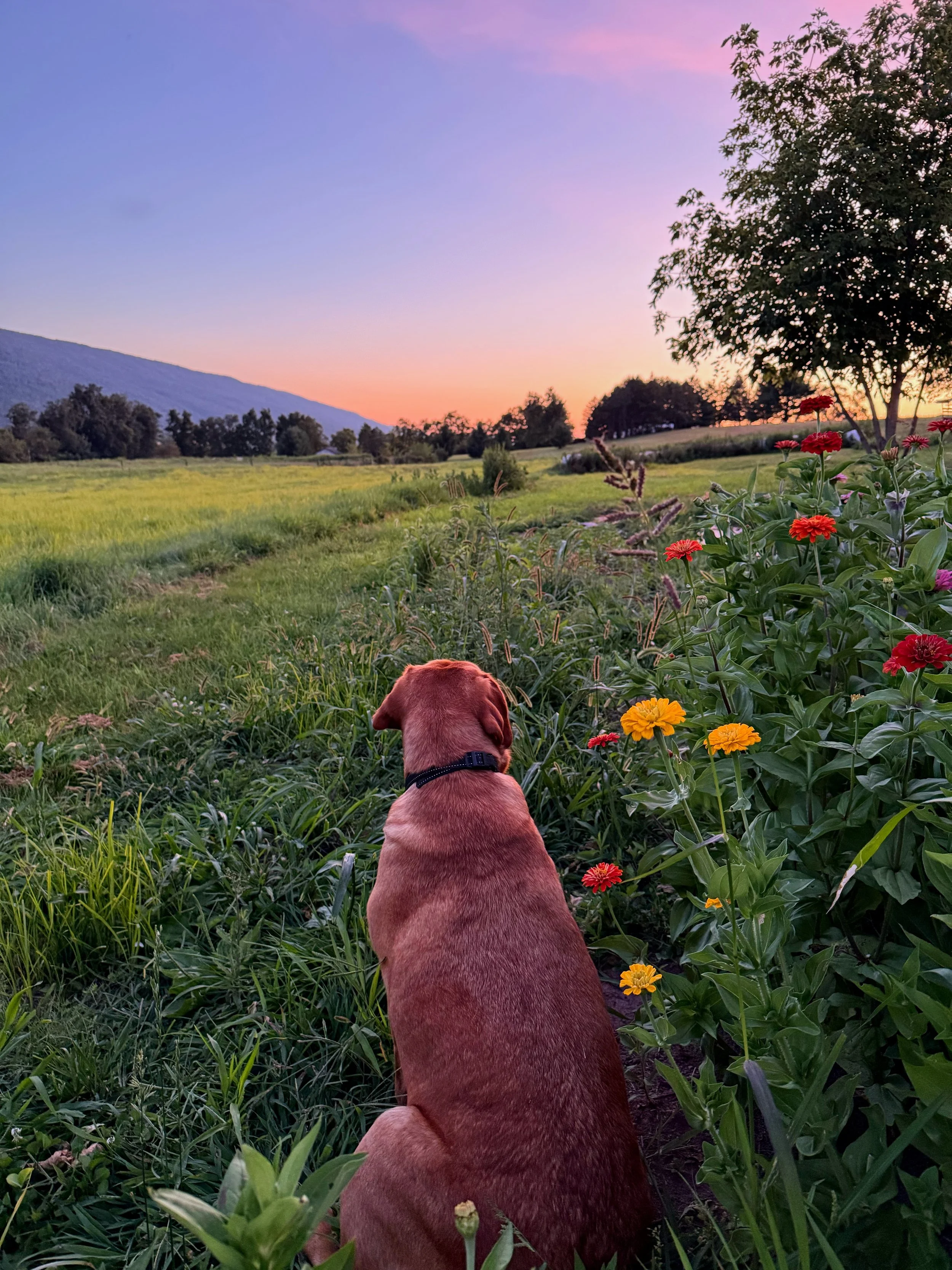 A red labrador retriever sitting on grass in a field with colorful flowers, watching a sunset over rolling hills and trees.