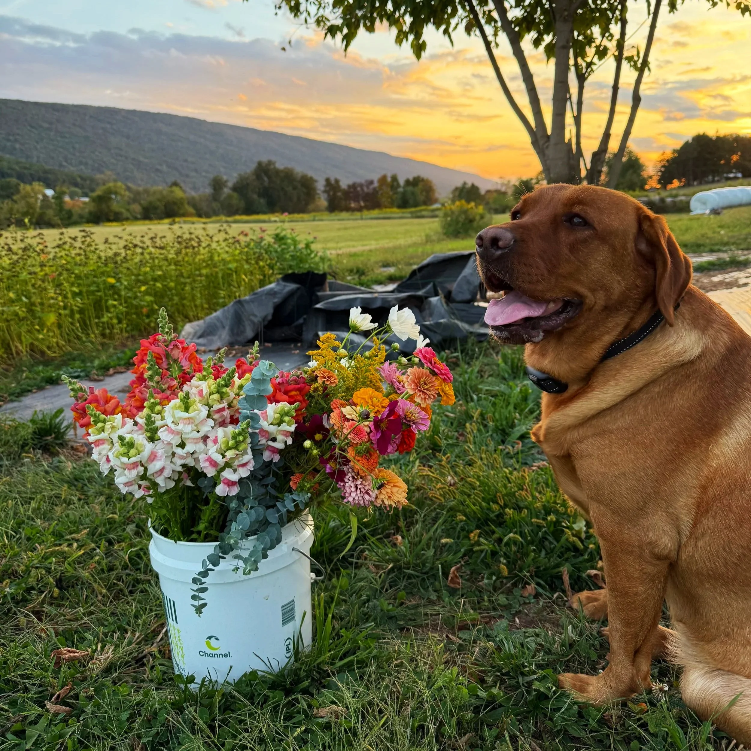 A red labrador retriever sits beside a bucket of colorful flowers outdoors during sunset, with a green field and mountains in the background.