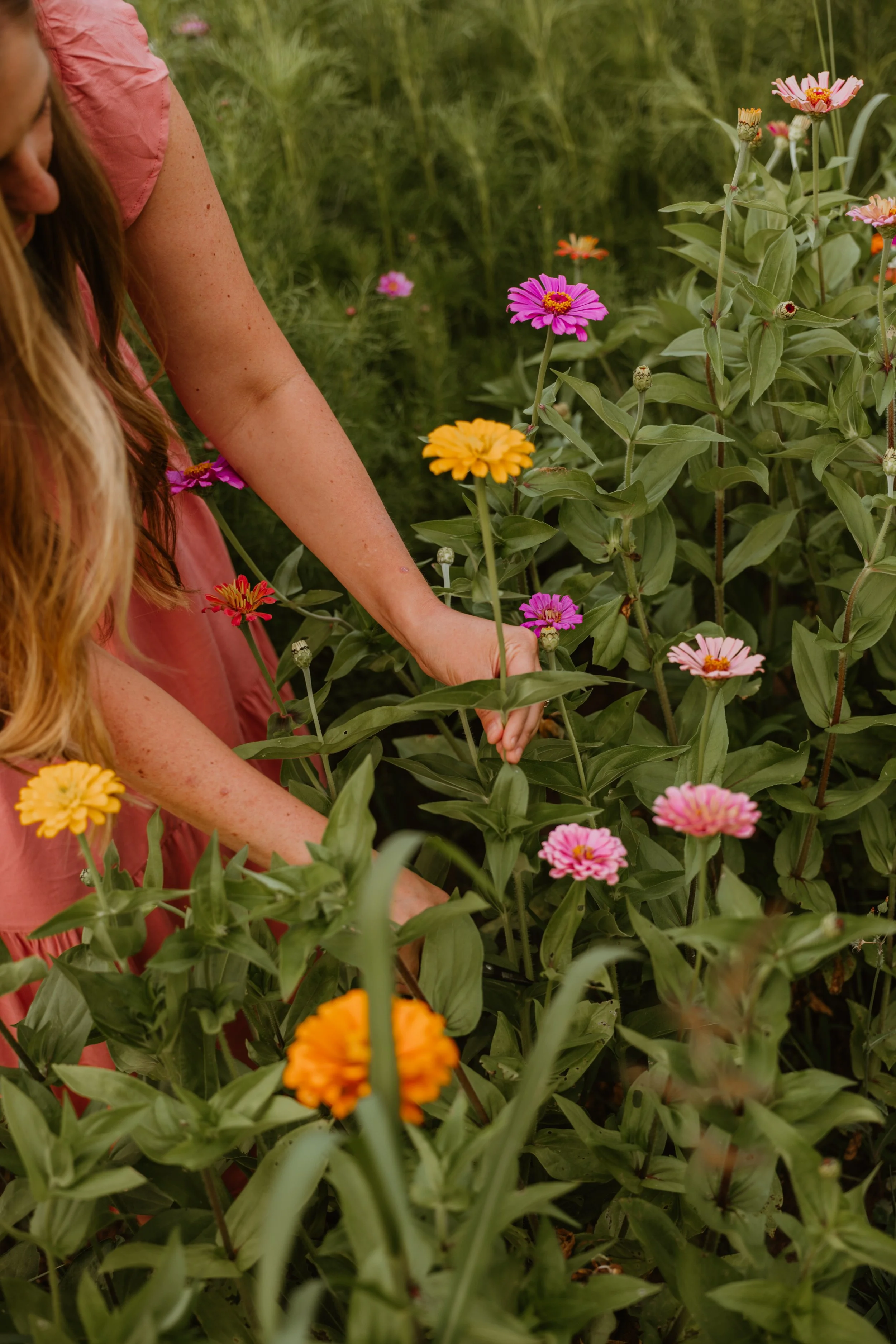 A woman in pink dresses picking colorful zinnia flowers in a garden.