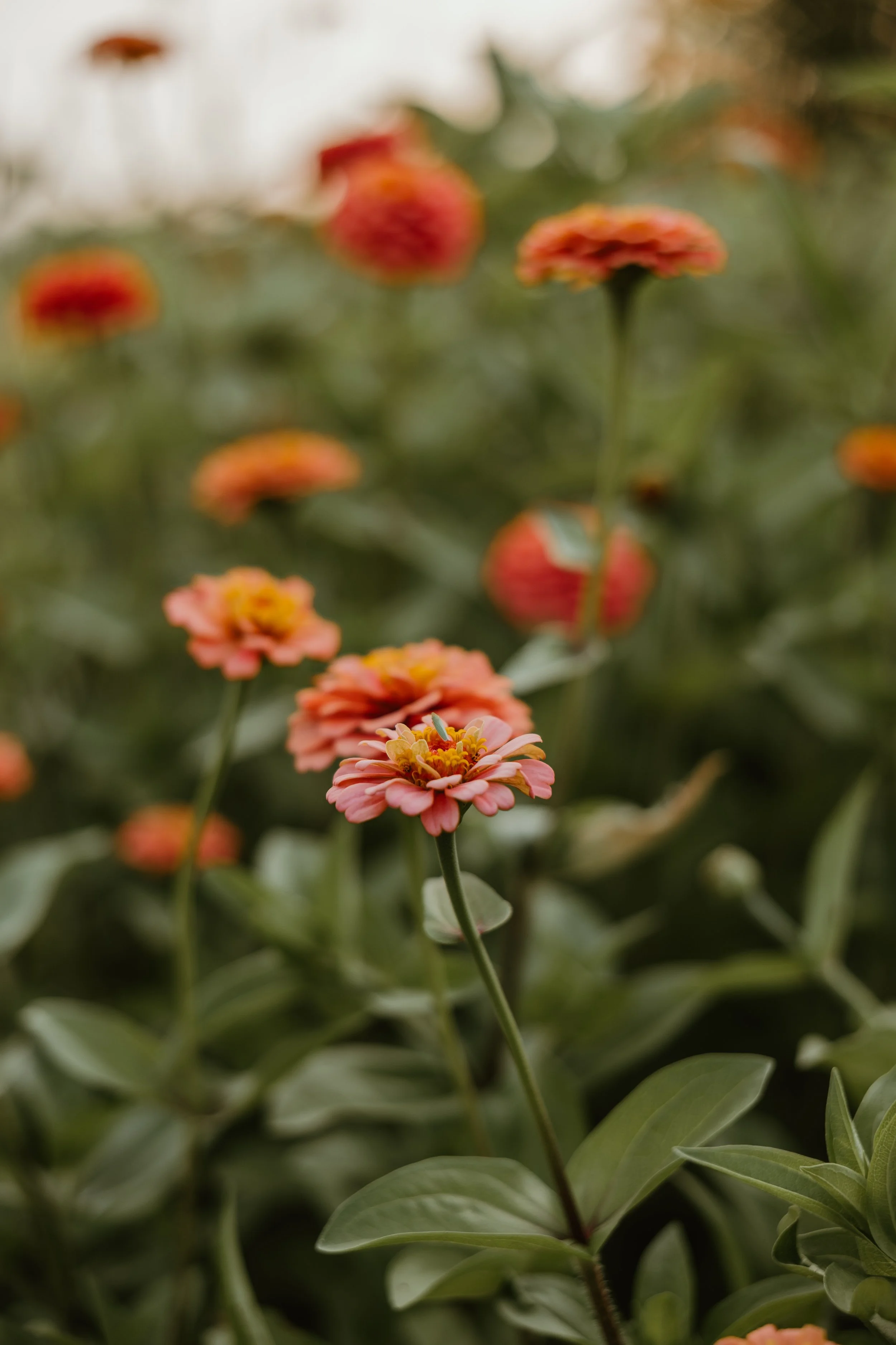 Close-up of pink and orange zinnia flowers in a garden, with some blurred flowers in the background.