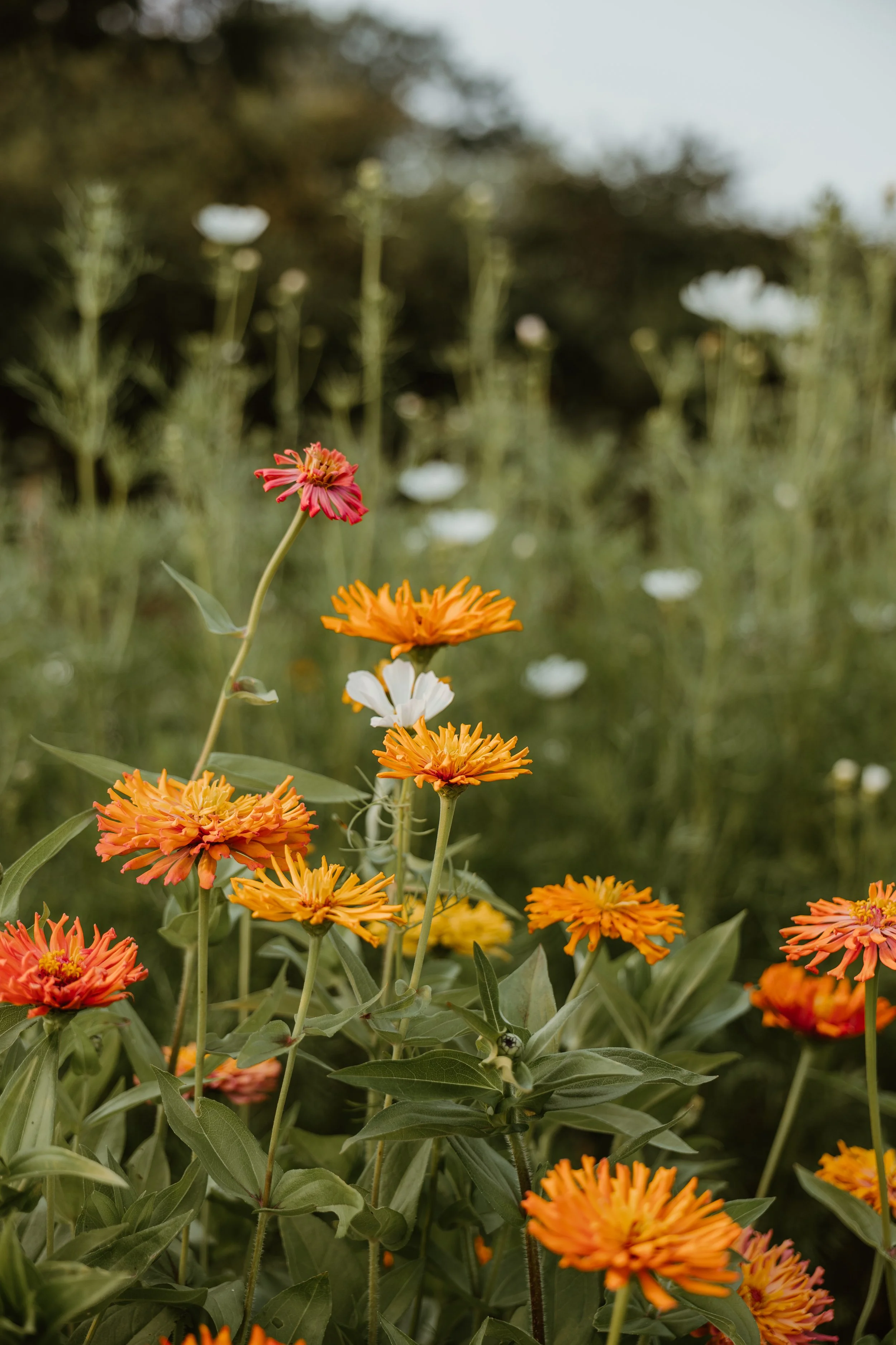 Close-up view of blooming orange, white, and pink flowers in a garden or field setting.