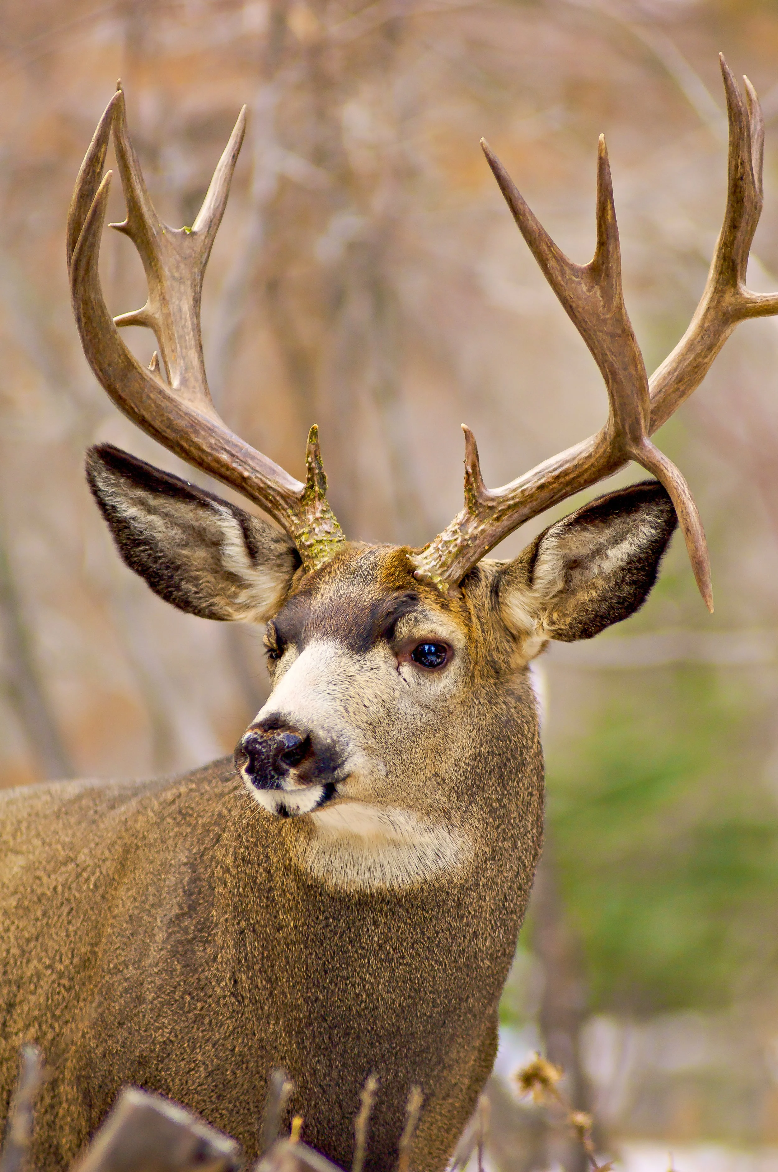 A close-up of a Mule Deer buck with large antlers, standing outdoors in a forested area. Photo by Terry Parker. 
