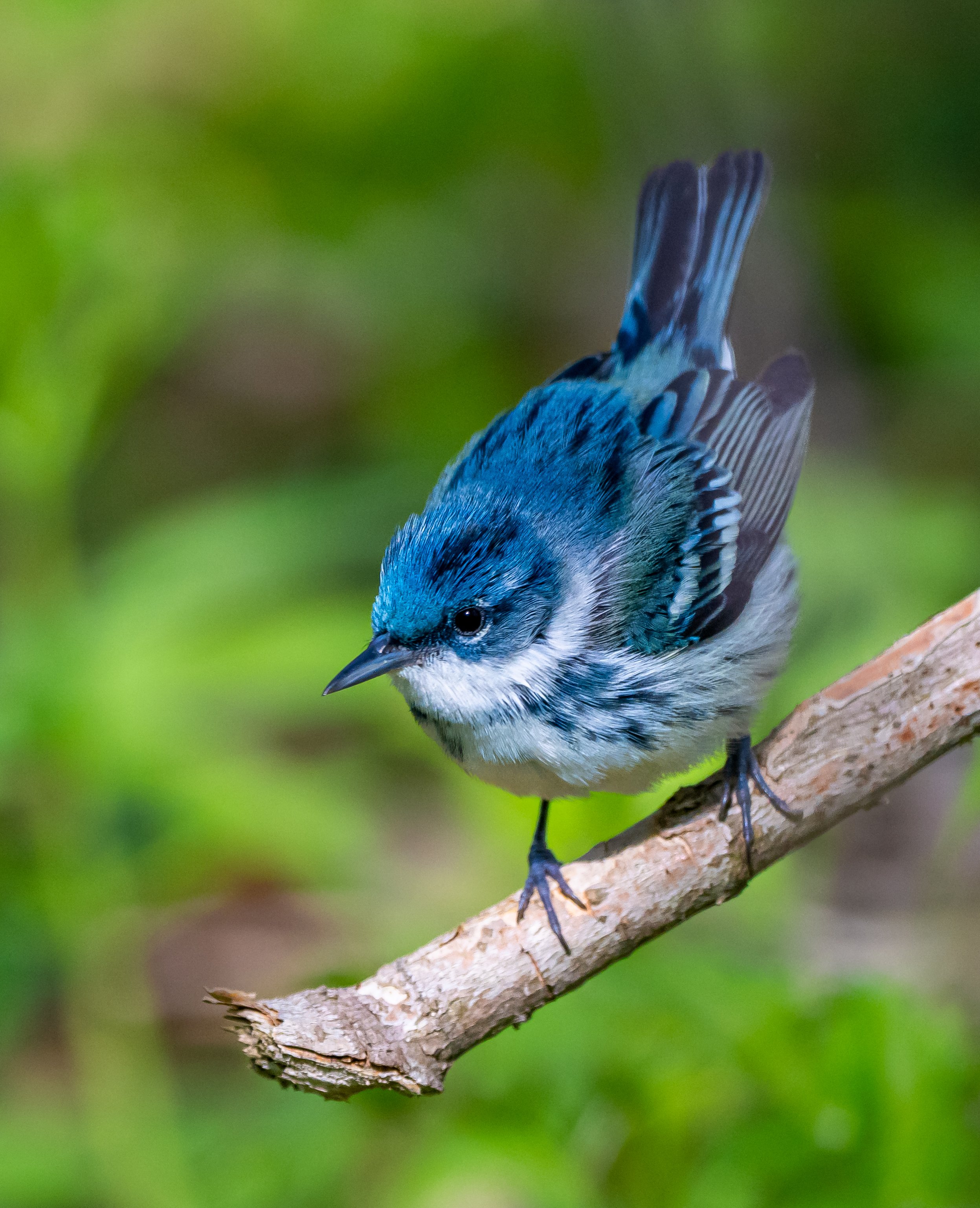 Cerulean Warbler looking to the left, perched on a branch in Pt. Pelee National Park.  Photo by Terry Parker.