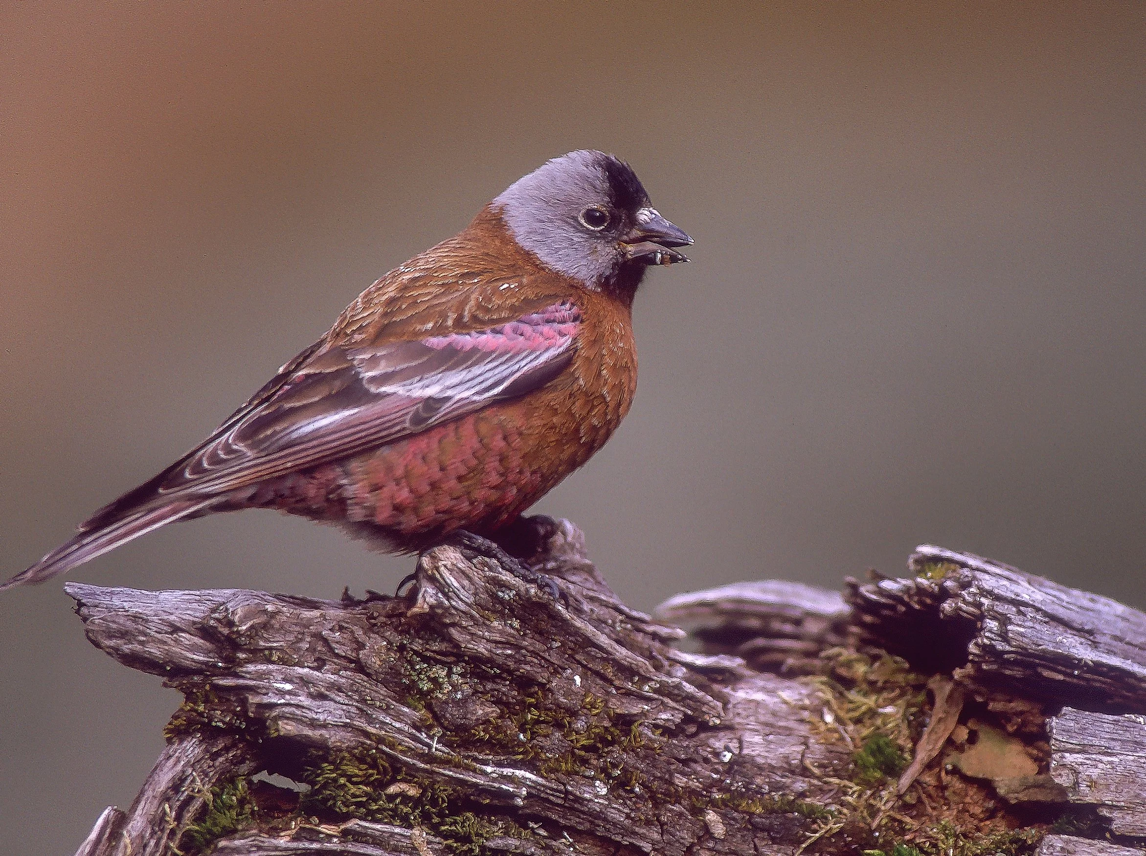 A Grey-crowned Rosy-Finch with a gray head, black eye stripe, brown body, and pinkish-brown wings perched on a weathered piece of wood with moss and bark in Elk Valley, BC. Photo by Terry Parker.