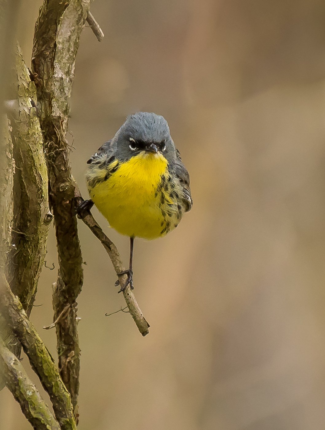 A Kirtland's Warbler perches on a thin branch next to a tree trunk, looking directly at the camera with a vibrant background. Photo by Terry Parker.