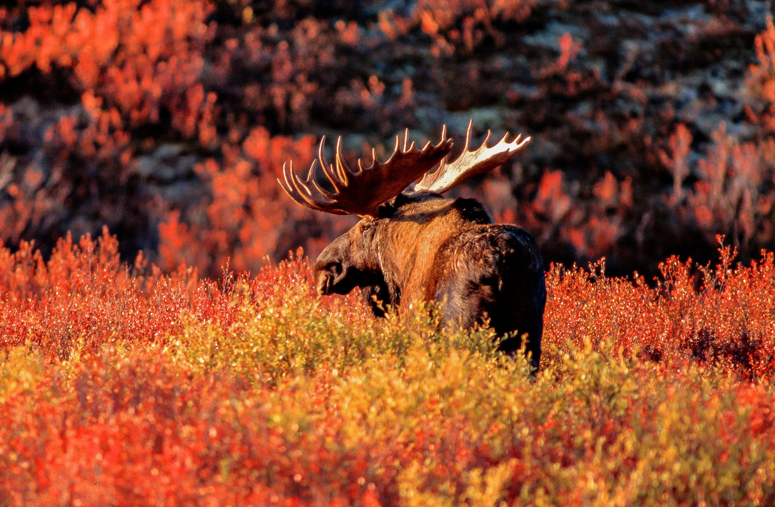 A Canadian moose with large antlers standing in fall foliage in autumn. Photo by Terry Parker.