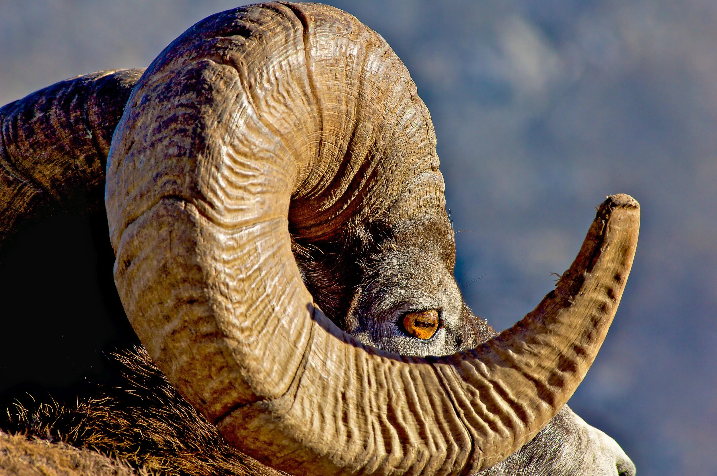Big Horn Sheep. Photo by Terry Parker.