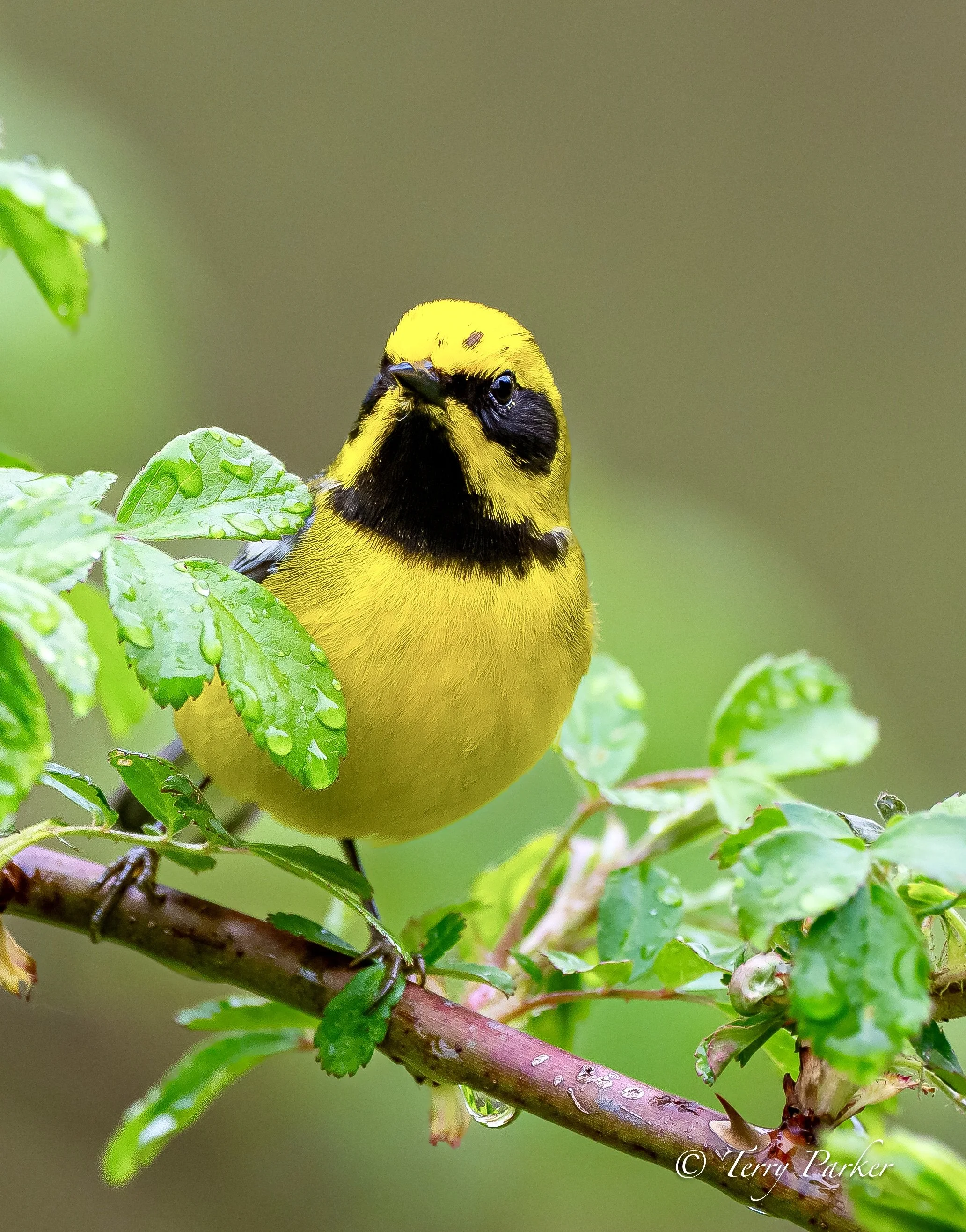 Lawrence's Warbler 1.jpeg