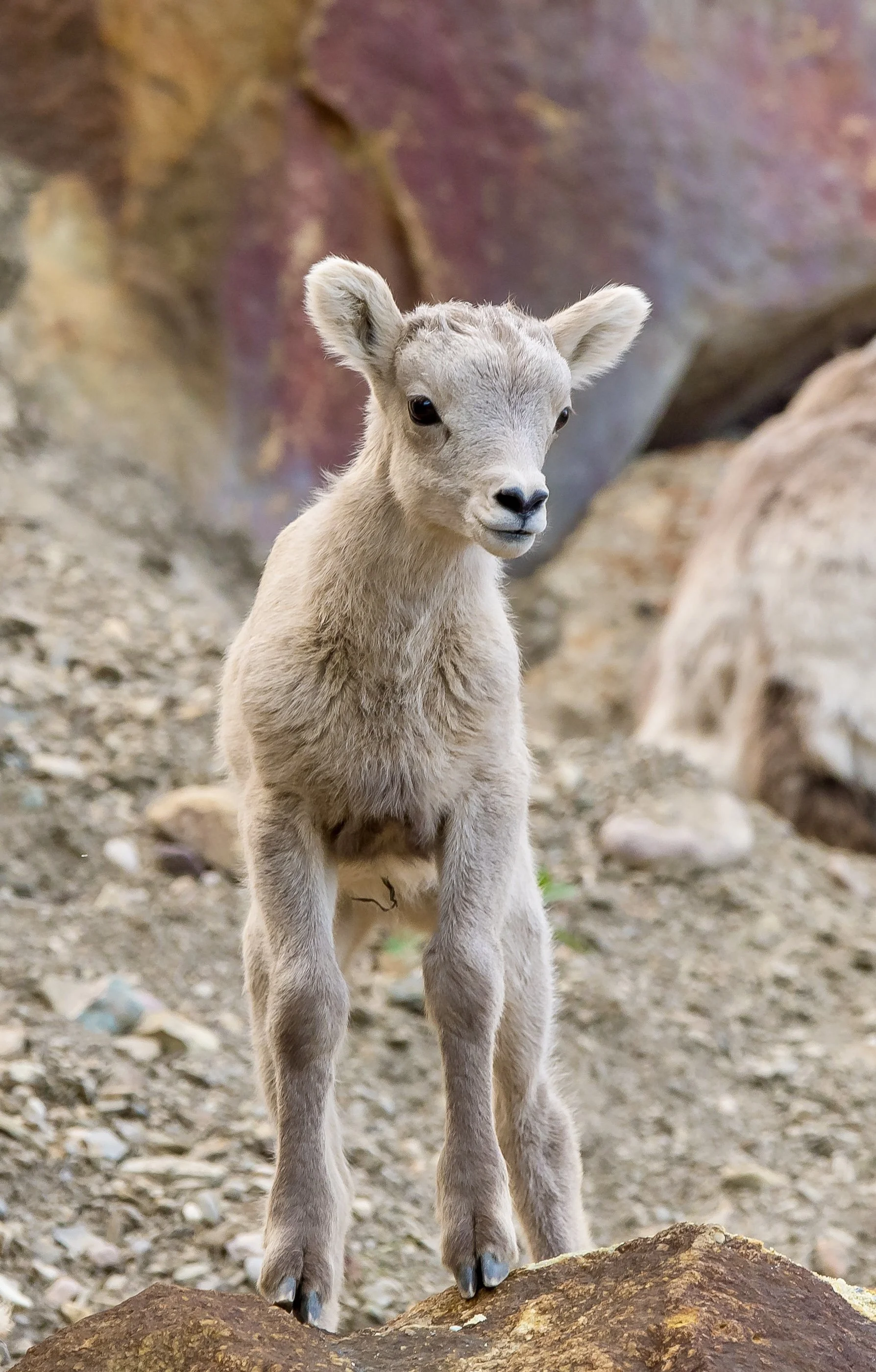 A baby big horned sheep standing on a rock, with rocky terrain and cliffs in the background. Photo by Terry Parker.