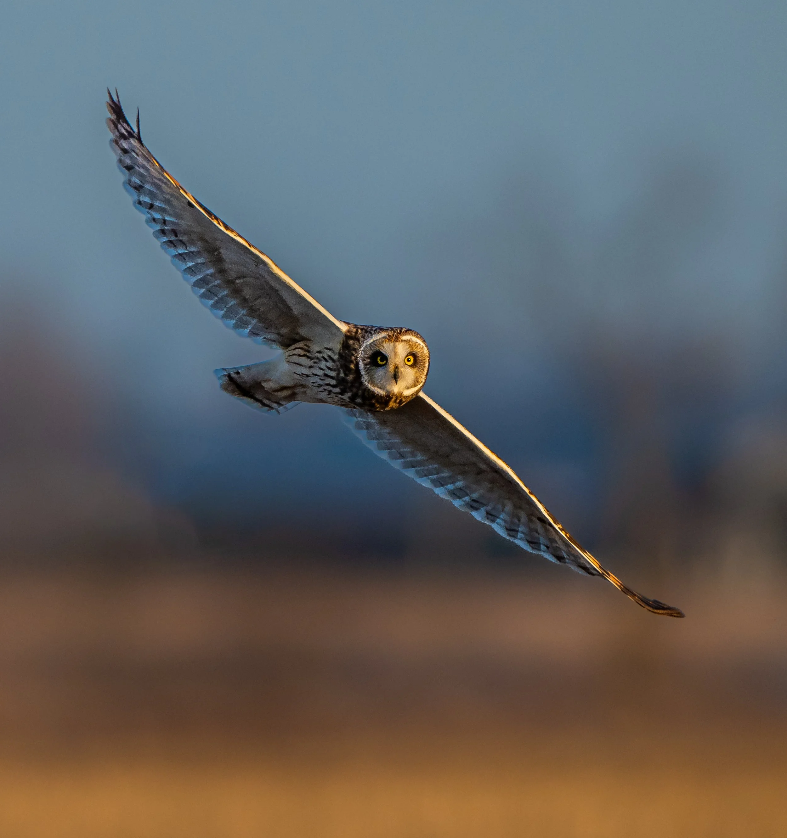 A short eared owl flying with wings spread wide in the sky.