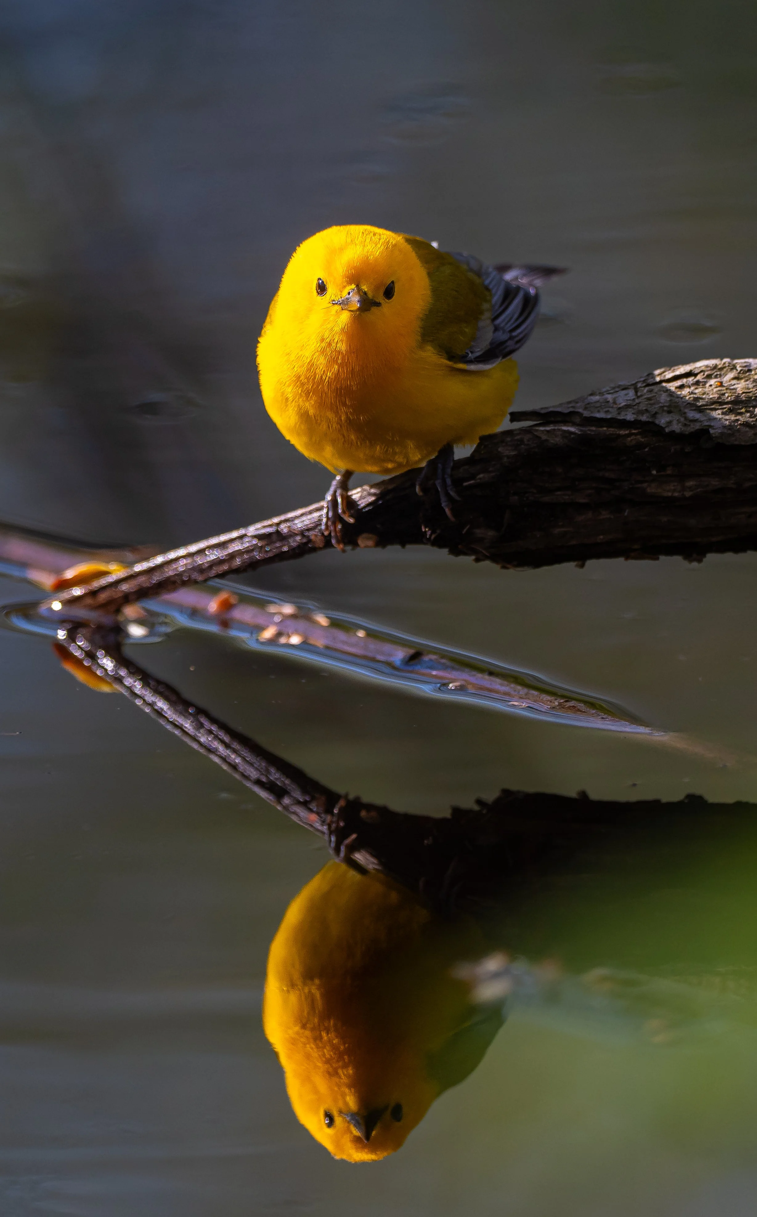 Prothonotary Warbler, with its reflection visible in the water photographed by 
Terry Parker