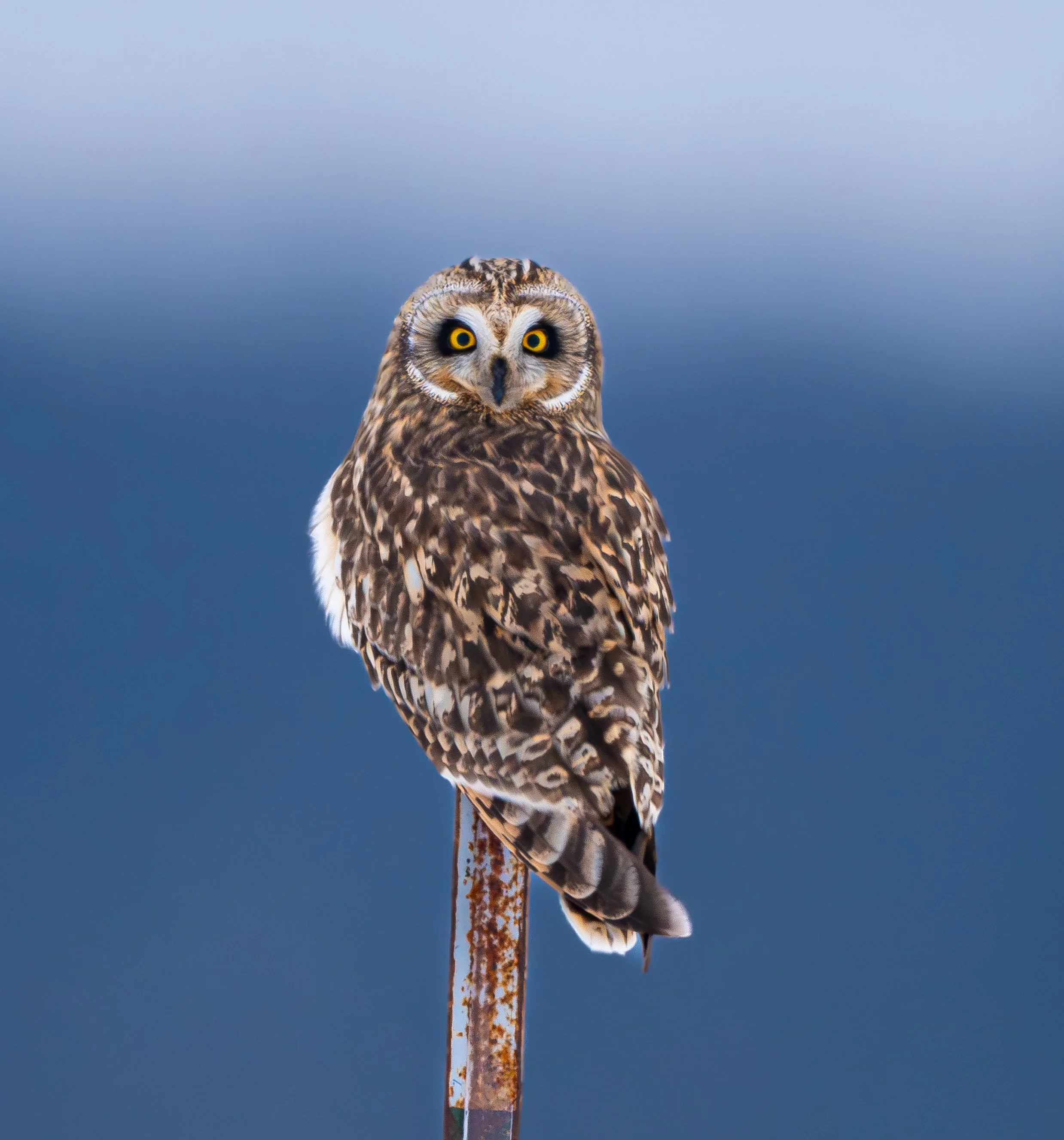 A detailed image of a brown and white Short -eared Owl perched on a rusty pole against a gradient blue sky background. Photo by Terry Parker.