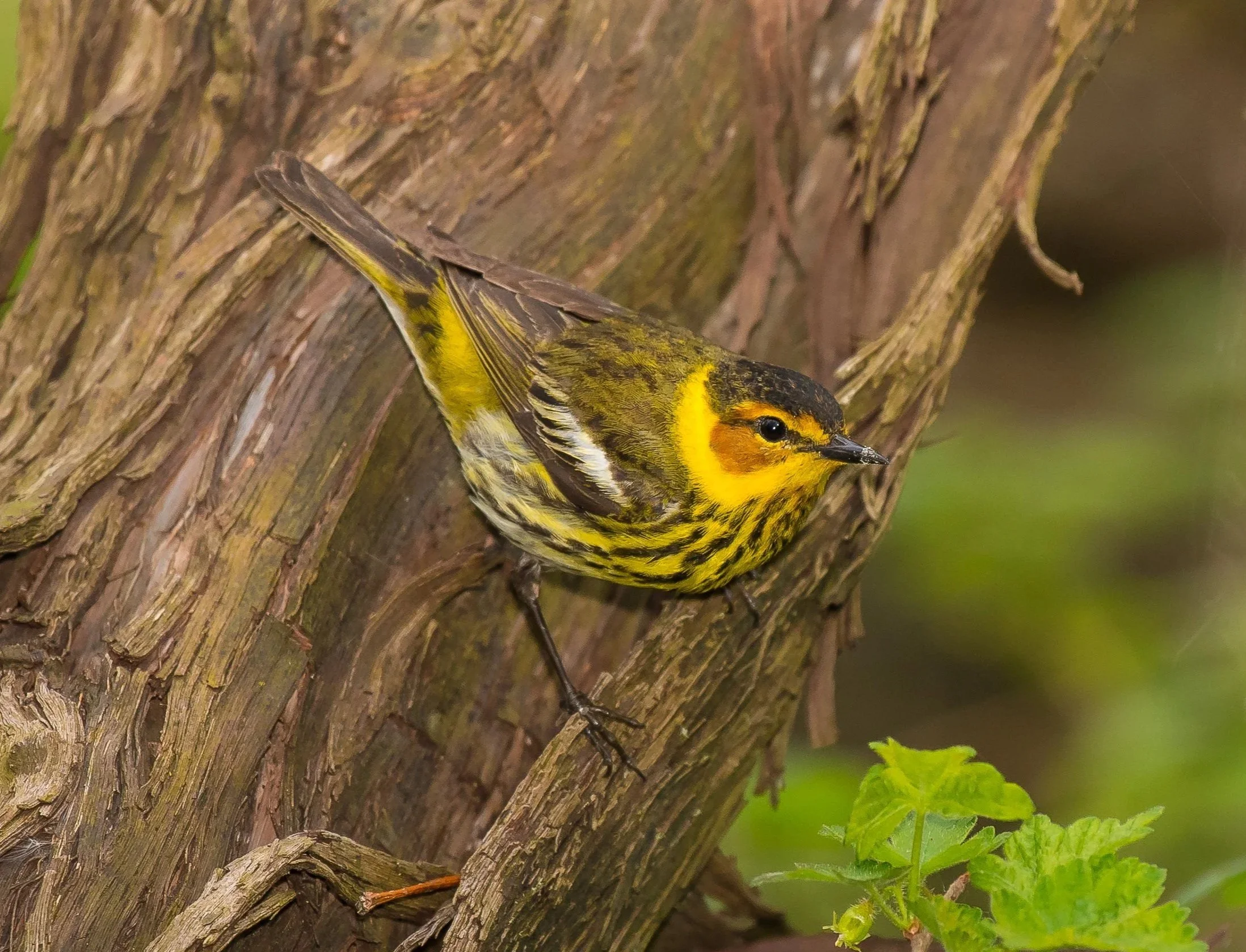 A Cape May Warbler perched on a tree trunk. Pt. Pelee National Park. Photo by Terry Parker.