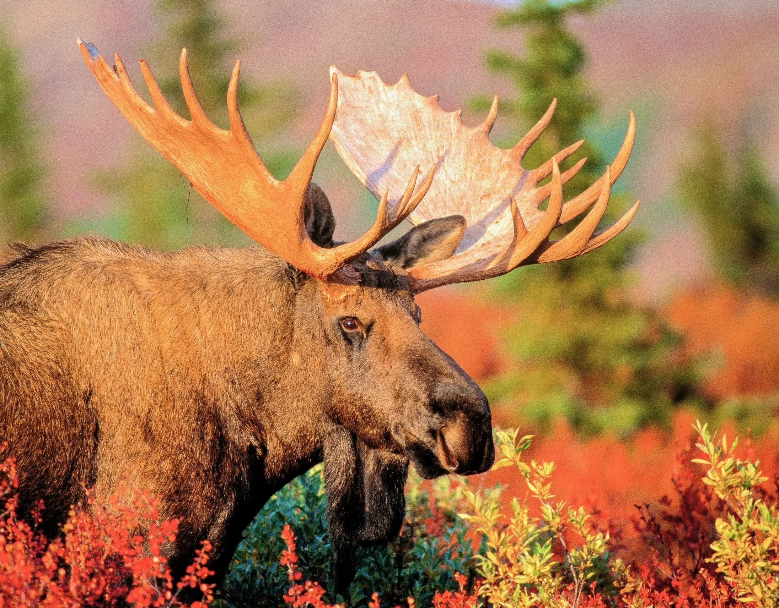 A male moose with large antlers standing among colorful autumn foliage. Photo by Terry Parker.