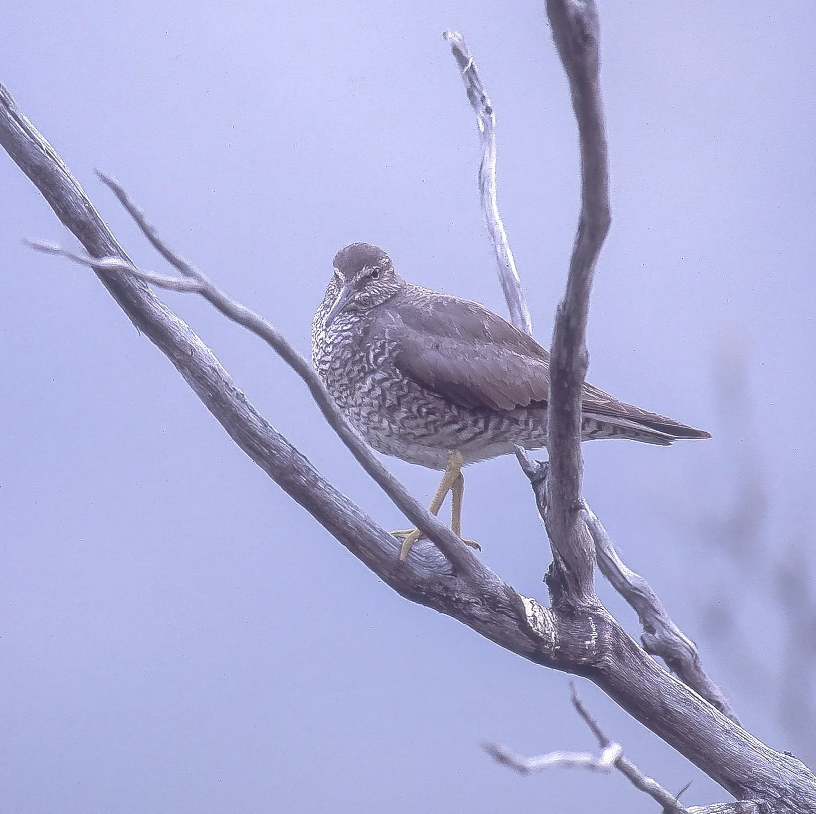 A Wandering Tattler perched on a bare, gray branch against a foggy, muted background in the Yukon, Canada. Photo by Terry Parker.