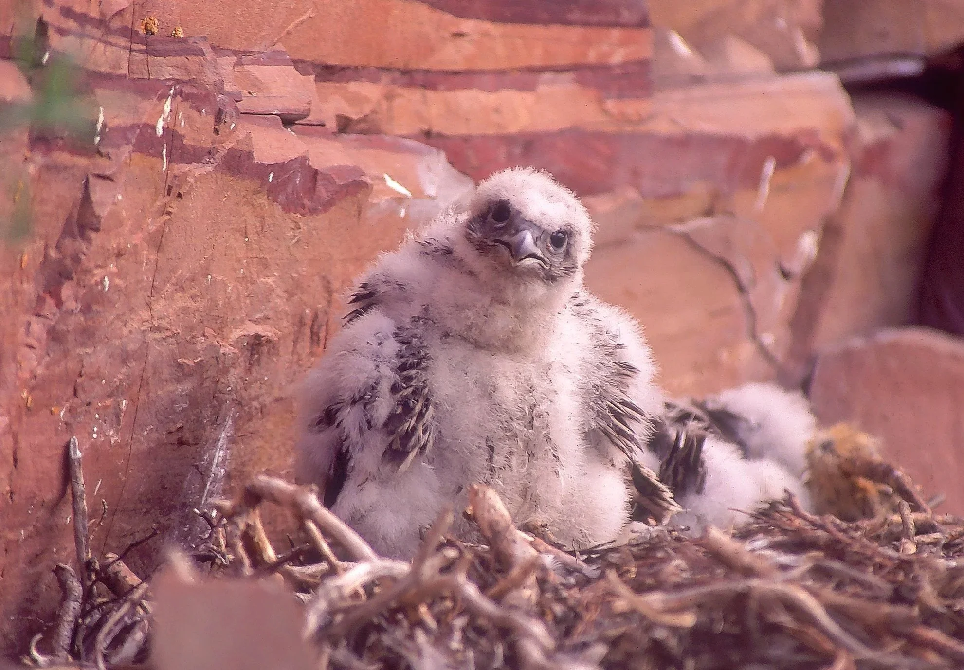 Fluffy Gyrfalcon chicks in a nest with twigs, against a rock wall background in NWT, Canada. Photo by Terry Parker.