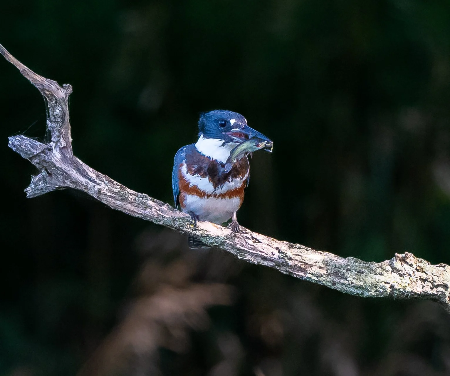 A Kingfisher perched on a broken tree branch holding a fish in its beak against a dark green background at Terry Parker family farm workshop