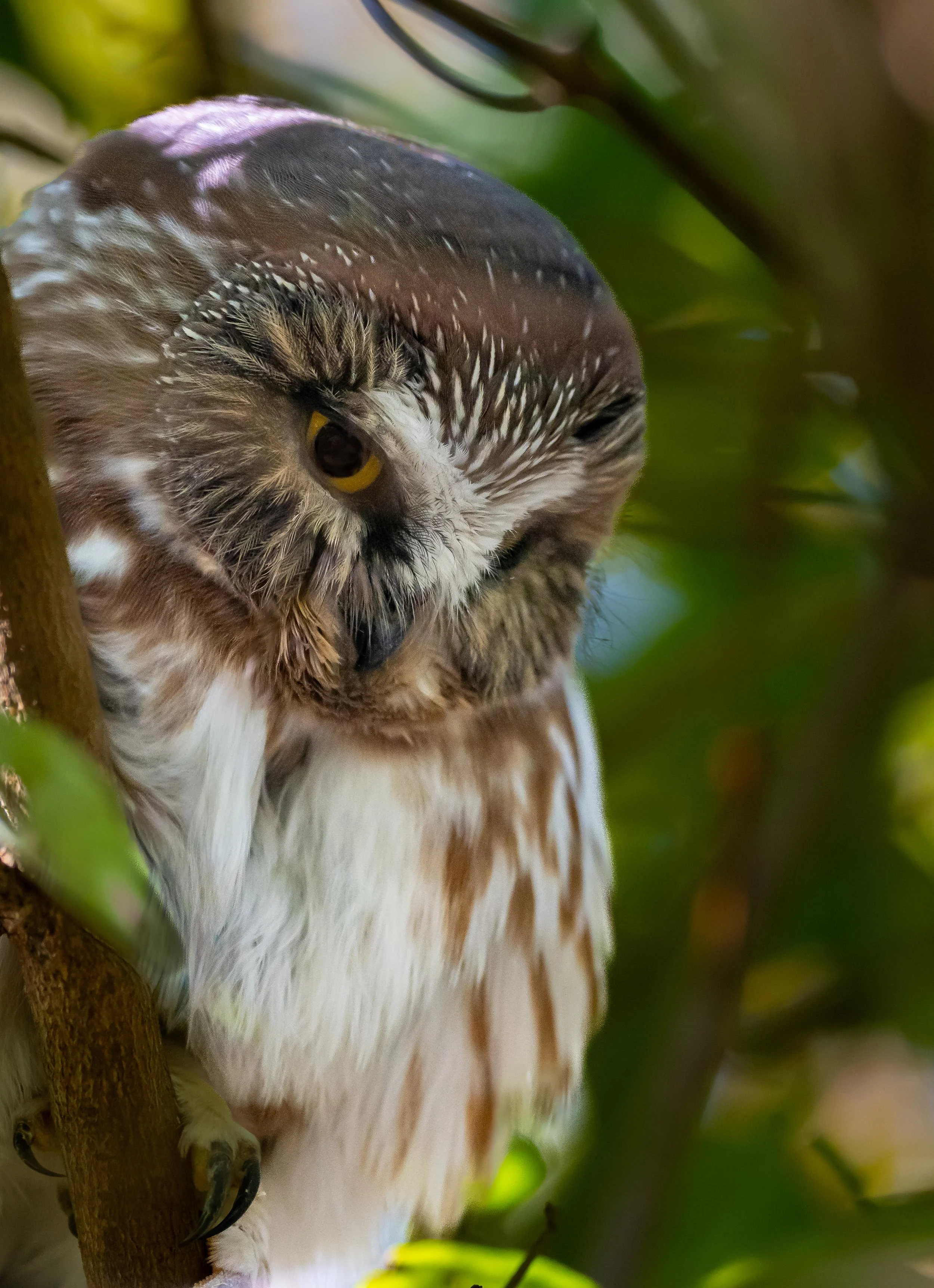 Close-up of a Saw-whet Owl perched on a tree branch, with its head tilted and eyes partially closed, surrounded by green leaves at Hawk Cliff, Ontario. Photo by Terry Parker.