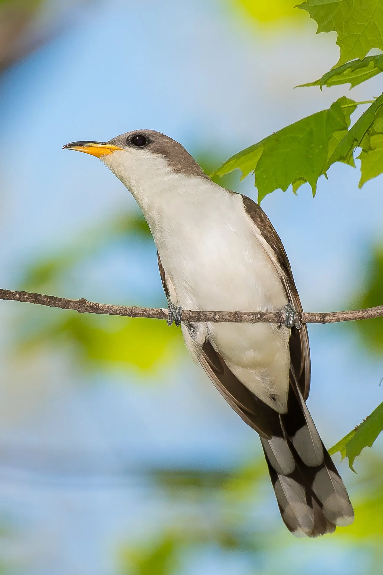 A Yellow-billed Cuckoo perched on a tree branch with green leaves in Rondeau Provincial Park, Ontario, Canada. Photo by Terry Parker.
