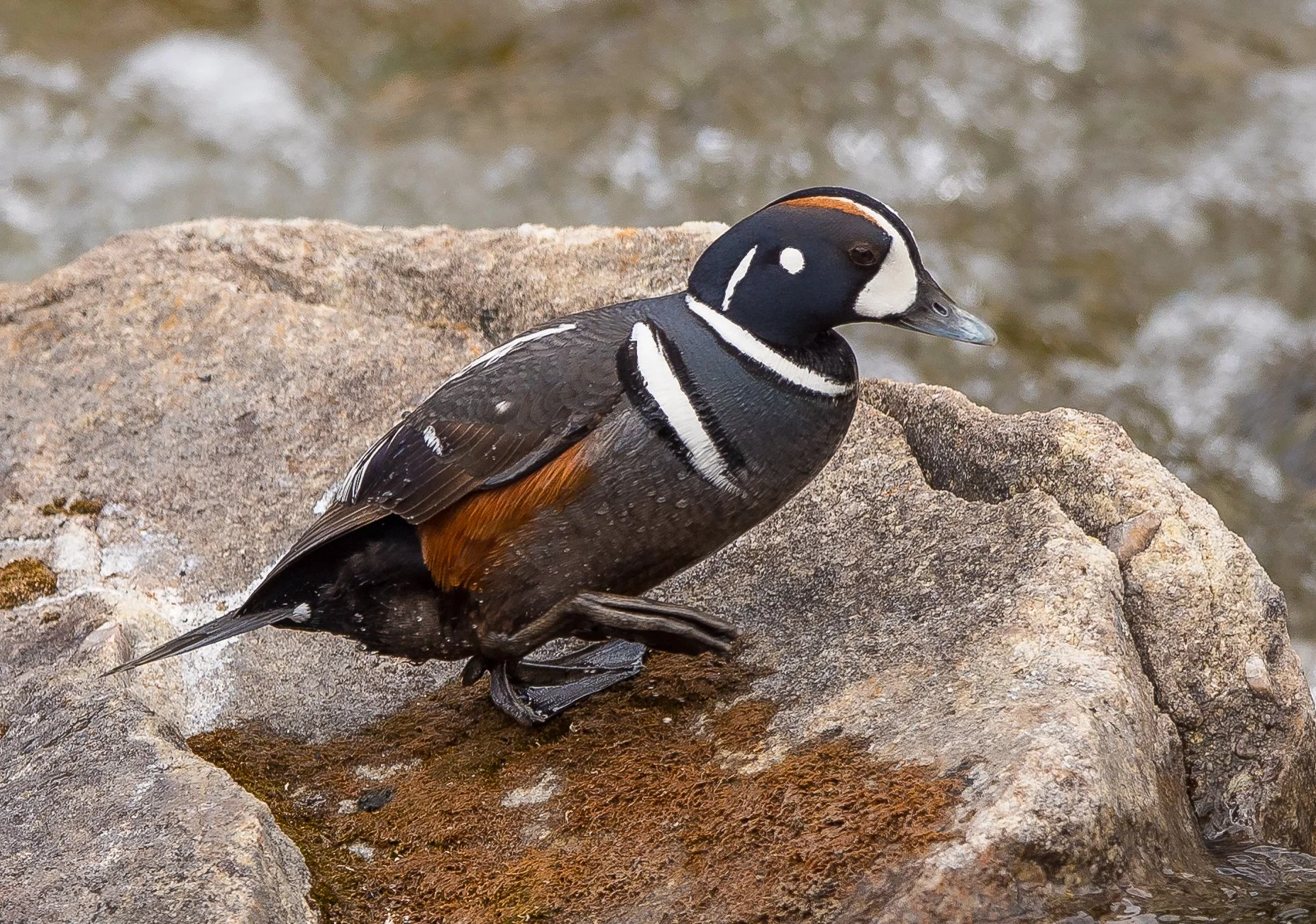 A male Harlequin Duck perched on a rock by the water. Photo taken near Maligne Lake in Jasper National Park by Terry Parker.