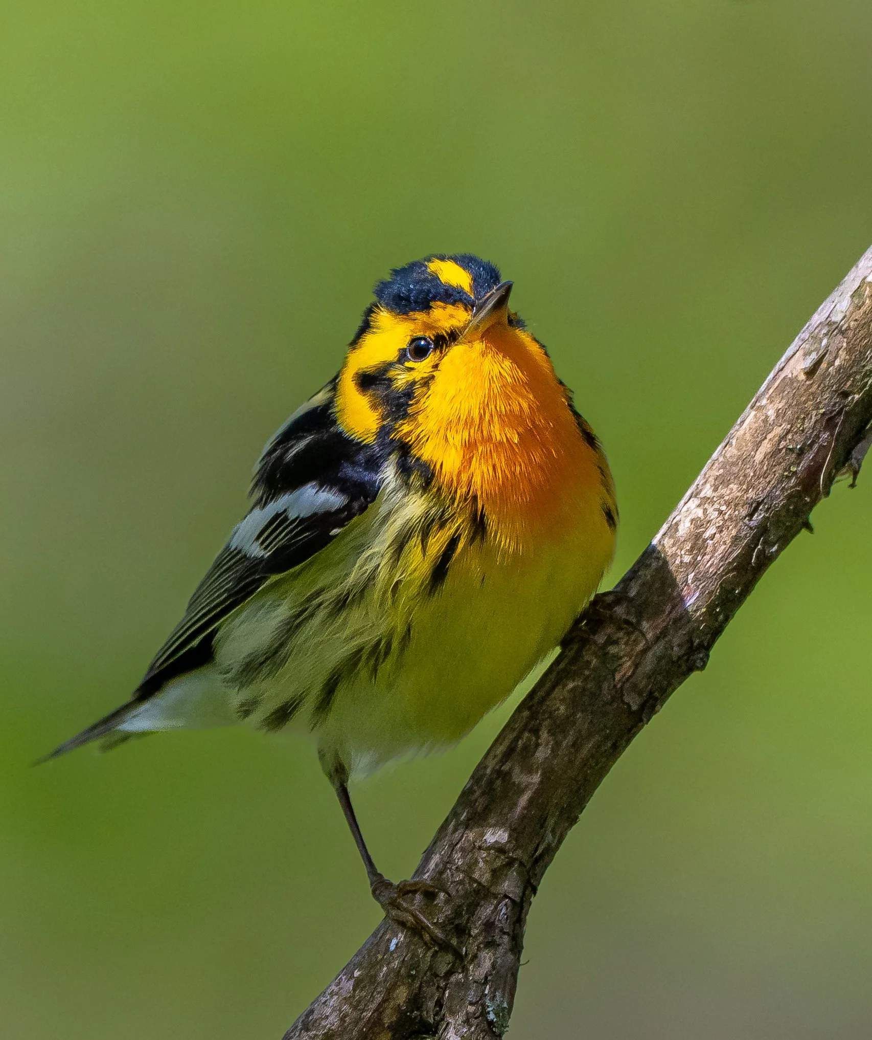 A beautiful Black Burnian Warbler with yellow, black, and orange feathers perched on a tree branch. Pt. Pelee National Park. Photo by Terry Parker.