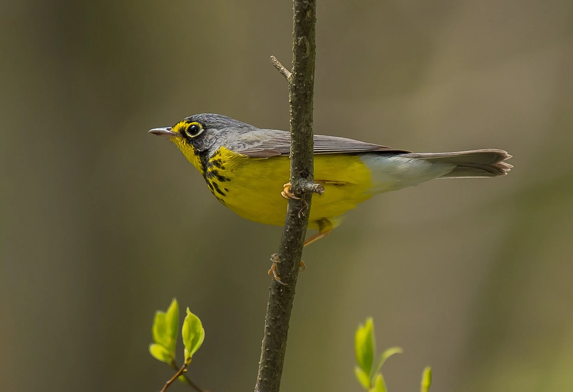 A Canada Warbler with black spots on its chest perches on a thin branch, facing left with a blurred natural background. Pt. Pelee National Park. Photo by Terry Parker.