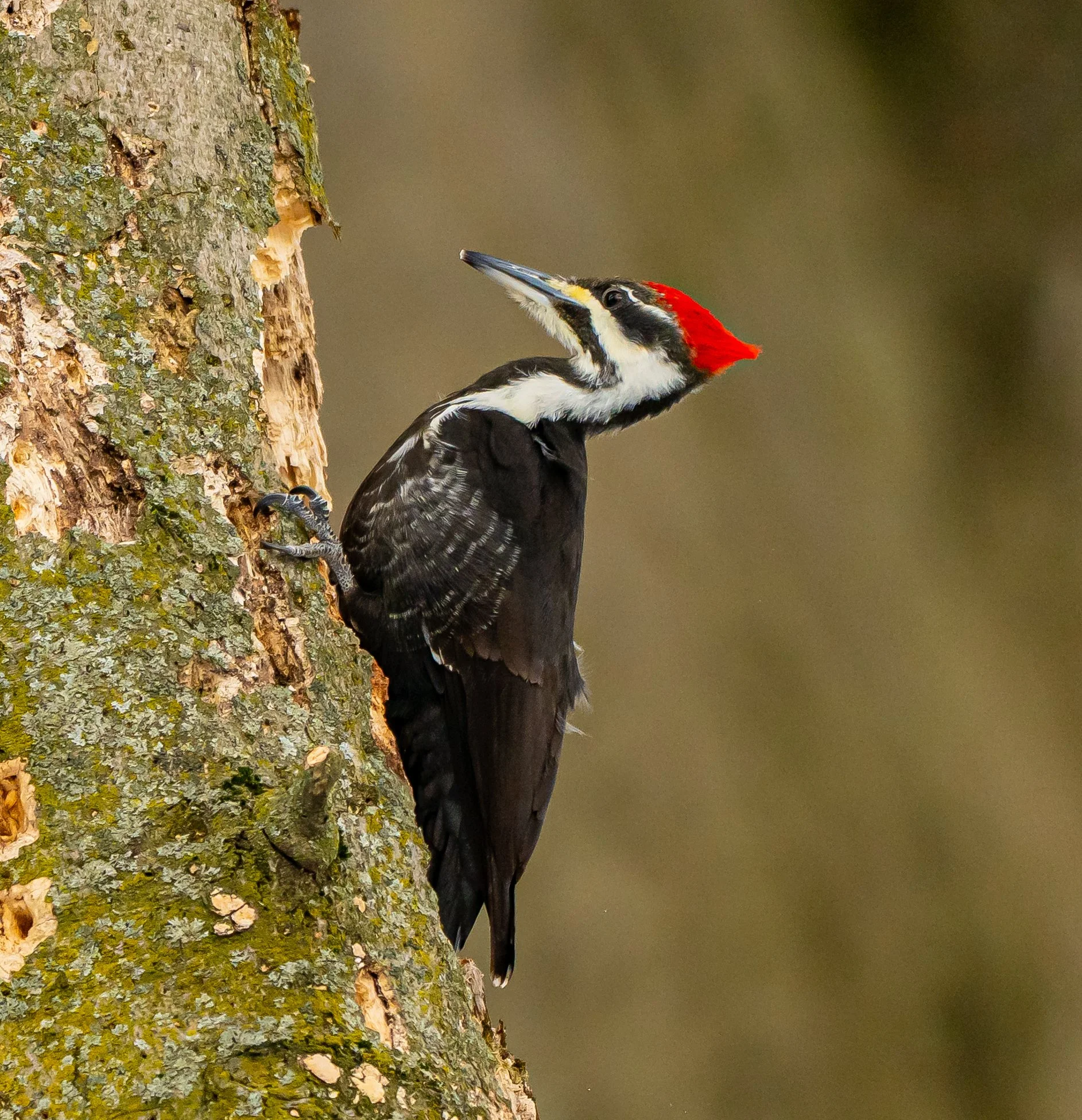 A Pileated Woodpecker with black and white plumage and a red crown, climbing the side of a tree trunk with textured bark in Elgin County, Ontario. Photo by Terry Parker.
