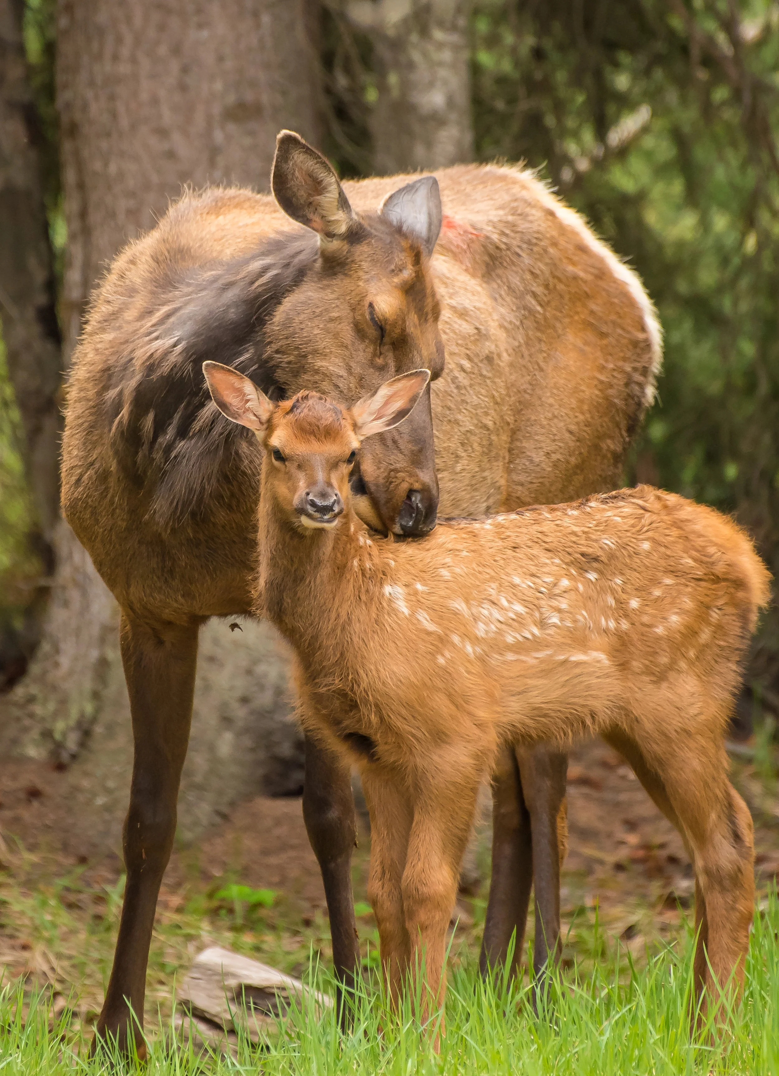 An elk and her calf standing in a forest, with the mother nuzzling the calf's head, taken in Jasper National Park. Photo by Terry Parker.