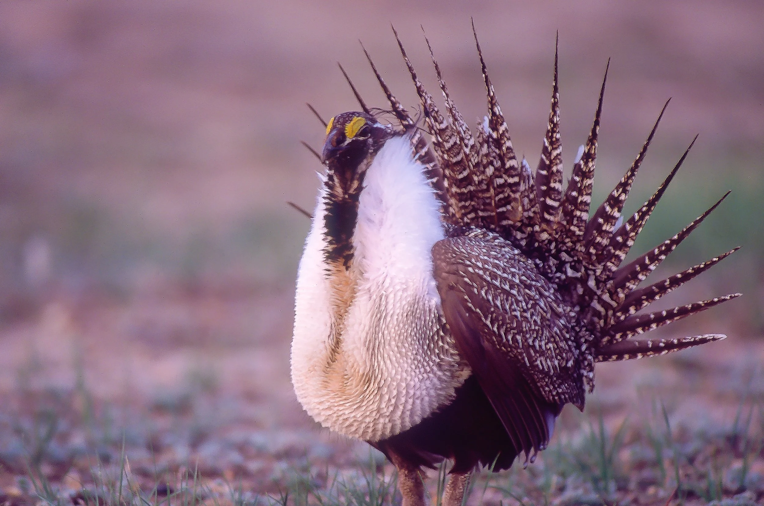 A Greater Sage-Grouse standing on the ground with tail feathers fanned out. Photo by Terry Parker.