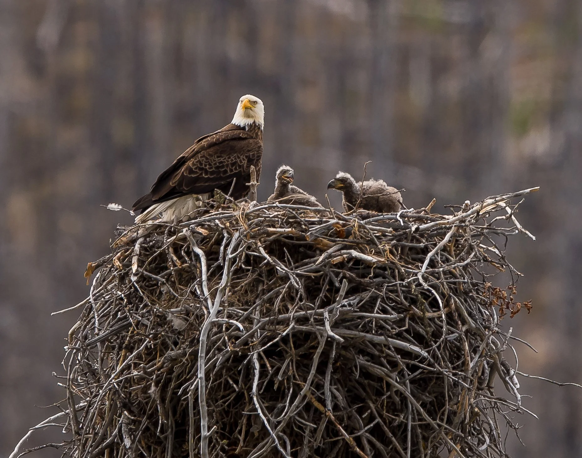 Adult bald eagle sitting on a nest with two eaglets in a wooded area at Maligne Lake, Jasper National Park, Alberta, Canada. Photo by Terry Parker.