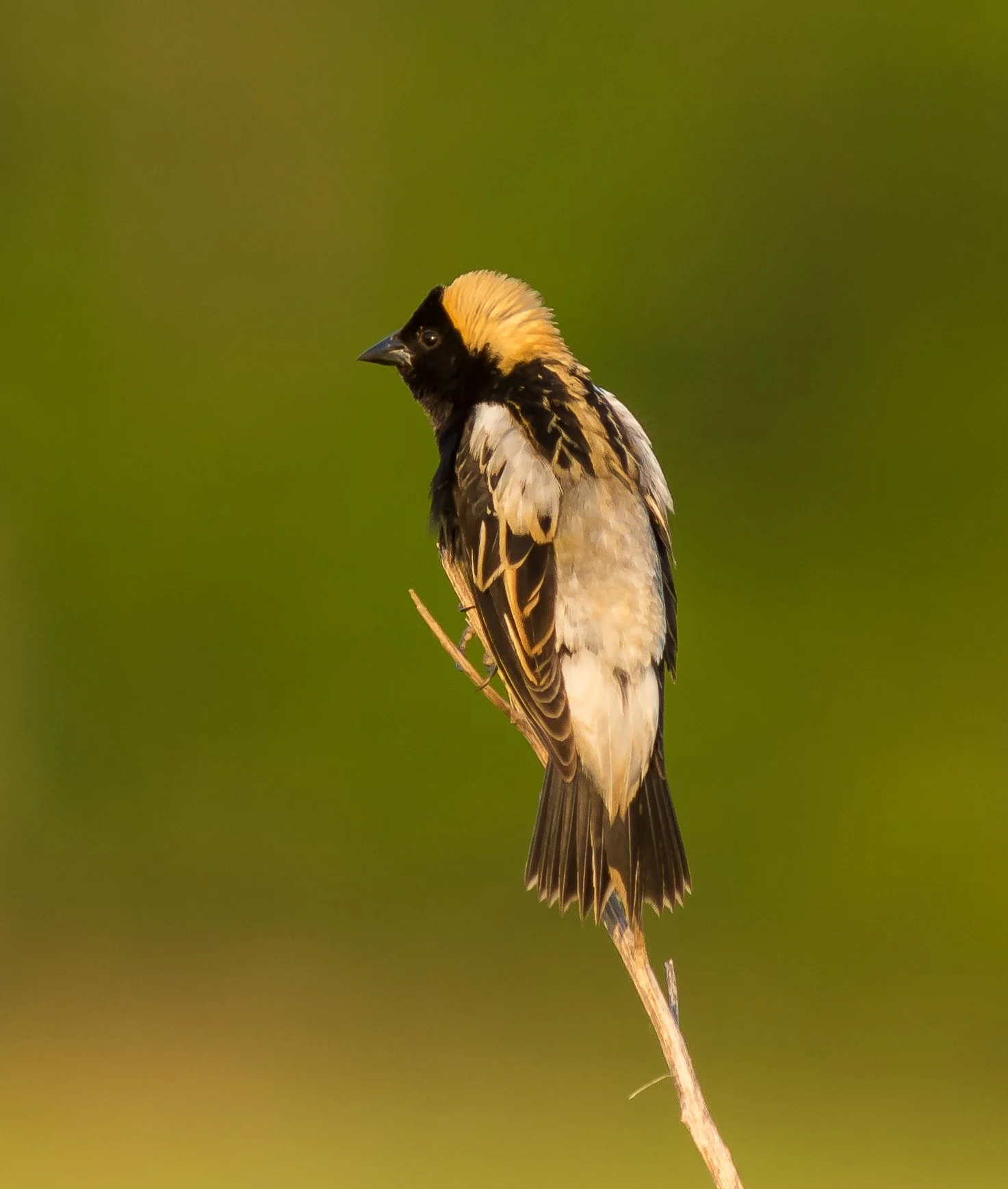 An endangered Bobolink perched on a thin branch, facing left with a yellow and black head against a blurred green background in Oxford County, South-western Ontario. Photo by Terry Parker.