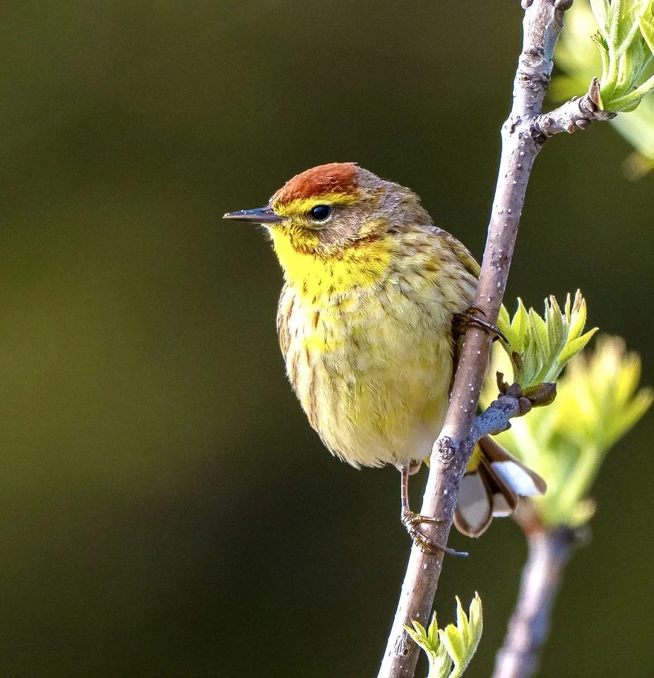 Palm Warbler.jpeg